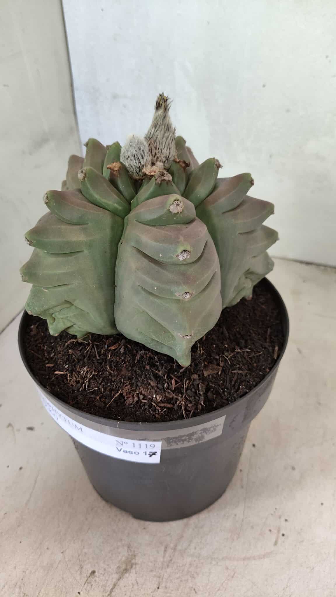 MATRIZ ASTROPHYTUM cv KIKKO Nº 1119 – vaso 17 - foto 10