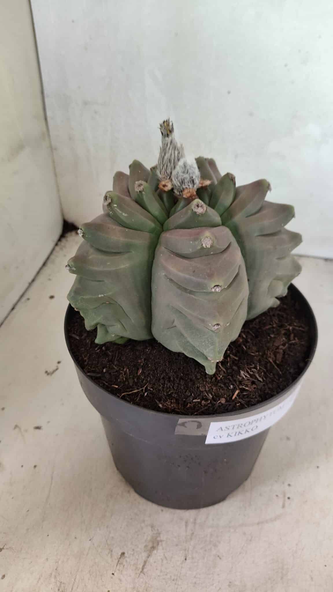 MATRIZ ASTROPHYTUM cv KIKKO Nº 1119 – vaso 17 - foto 9