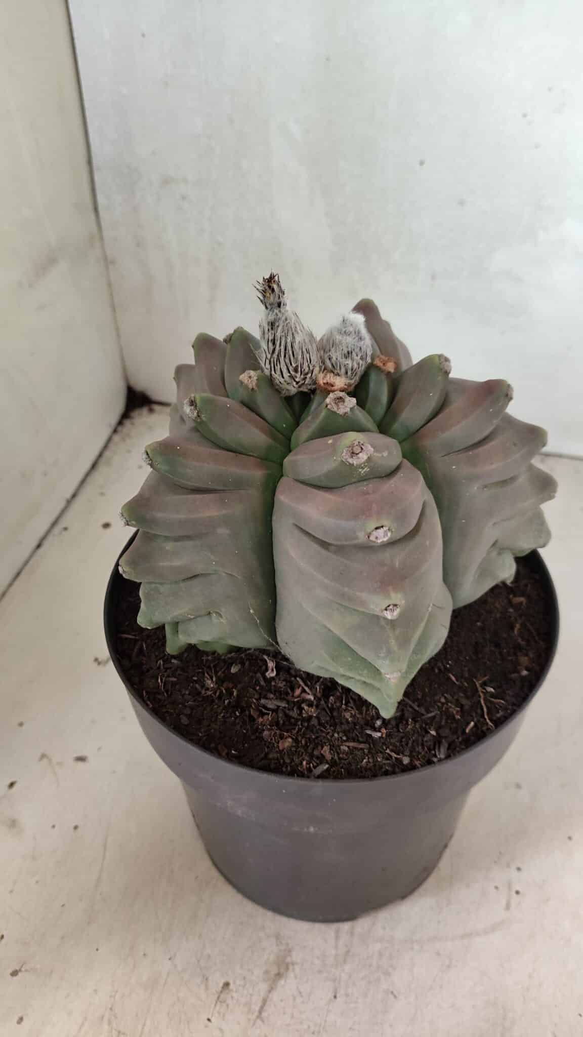 MATRIZ ASTROPHYTUM cv KIKKO Nº 1119 – vaso 17 - foto 8