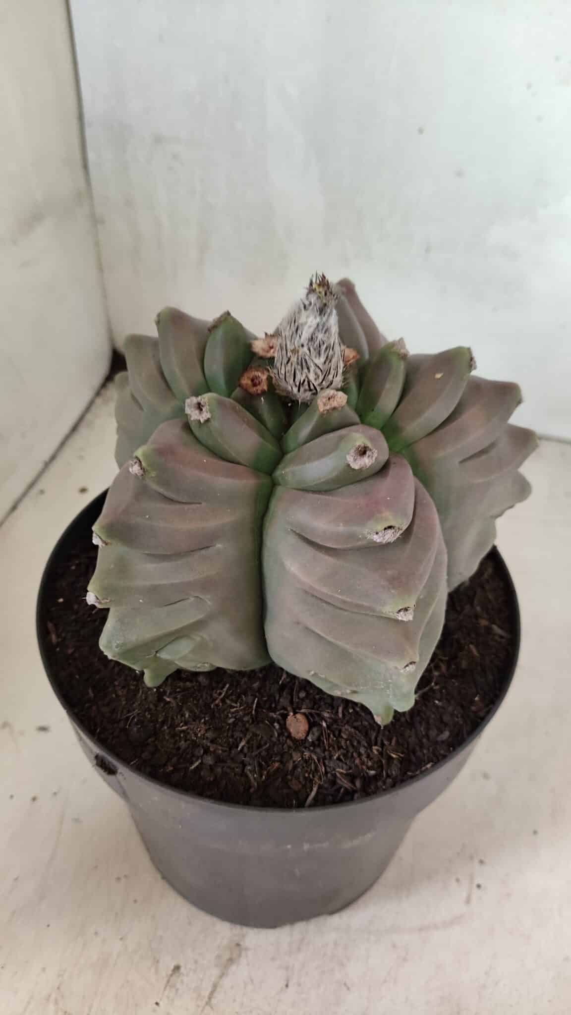 MATRIZ ASTROPHYTUM cv KIKKO Nº 1119 – vaso 17 - foto 7