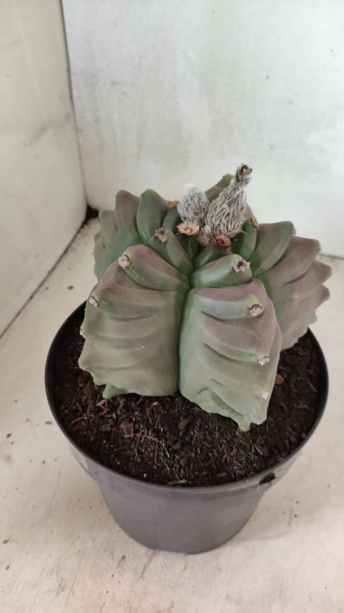 MATRIZ ASTROPHYTUM cv KIKKO Nº 1119 – vaso 17 - foto 6