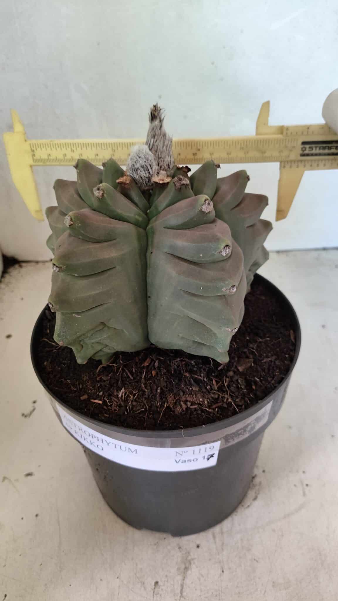 MATRIZ ASTROPHYTUM cv KIKKO Nº 1119 – vaso 17 - foto 4