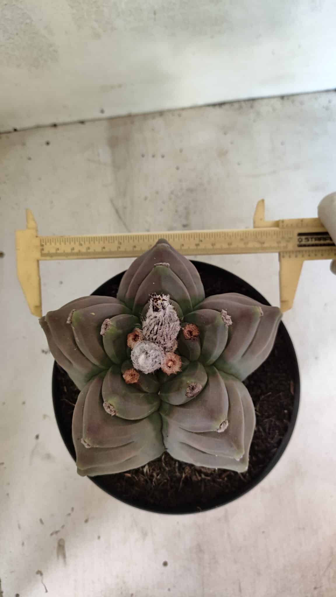 MATRIZ ASTROPHYTUM cv KIKKO Nº 1119 – vaso 17 - foto 5