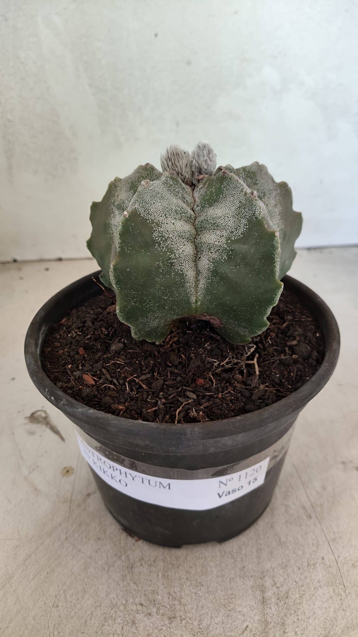 MATRIZ ASTROPHYTUM cv KIKKO Nº 1120 – vaso 15 - foto 2