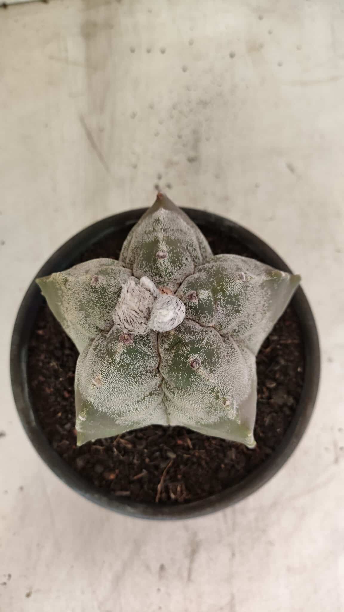 MATRIZ ASTROPHYTUM cv KIKKO Nº 1120 – vaso 15 - foto 3