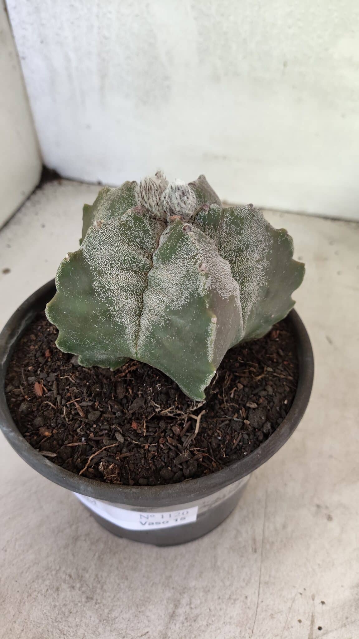 MATRIZ ASTROPHYTUM cv KIKKO Nº 1120 – vaso 15 - foto 8