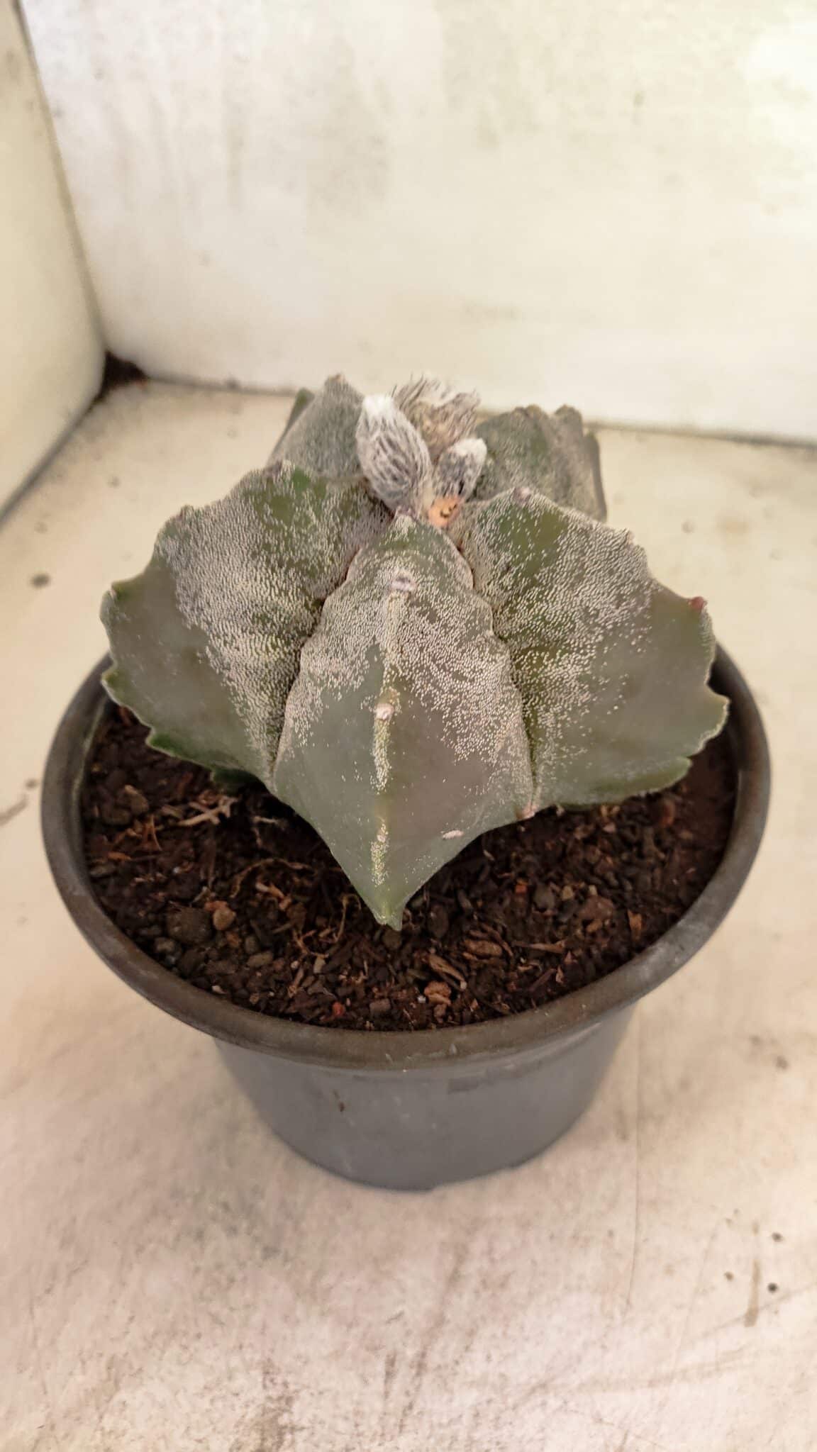 MATRIZ ASTROPHYTUM cv KIKKO Nº 1120 – vaso 15 - foto 7