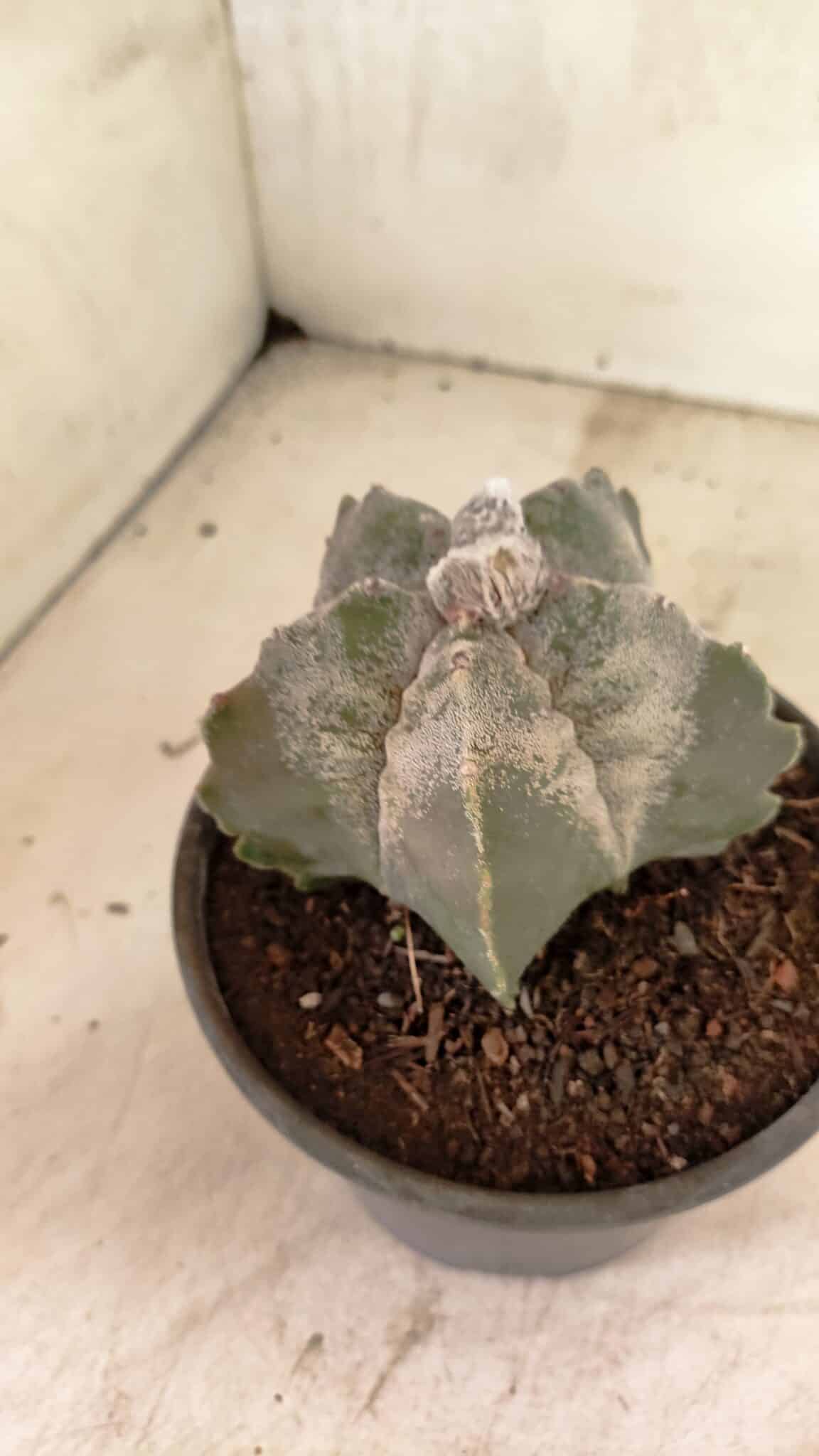 MATRIZ ASTROPHYTUM cv KIKKO Nº 1120 – vaso 15 - foto 6