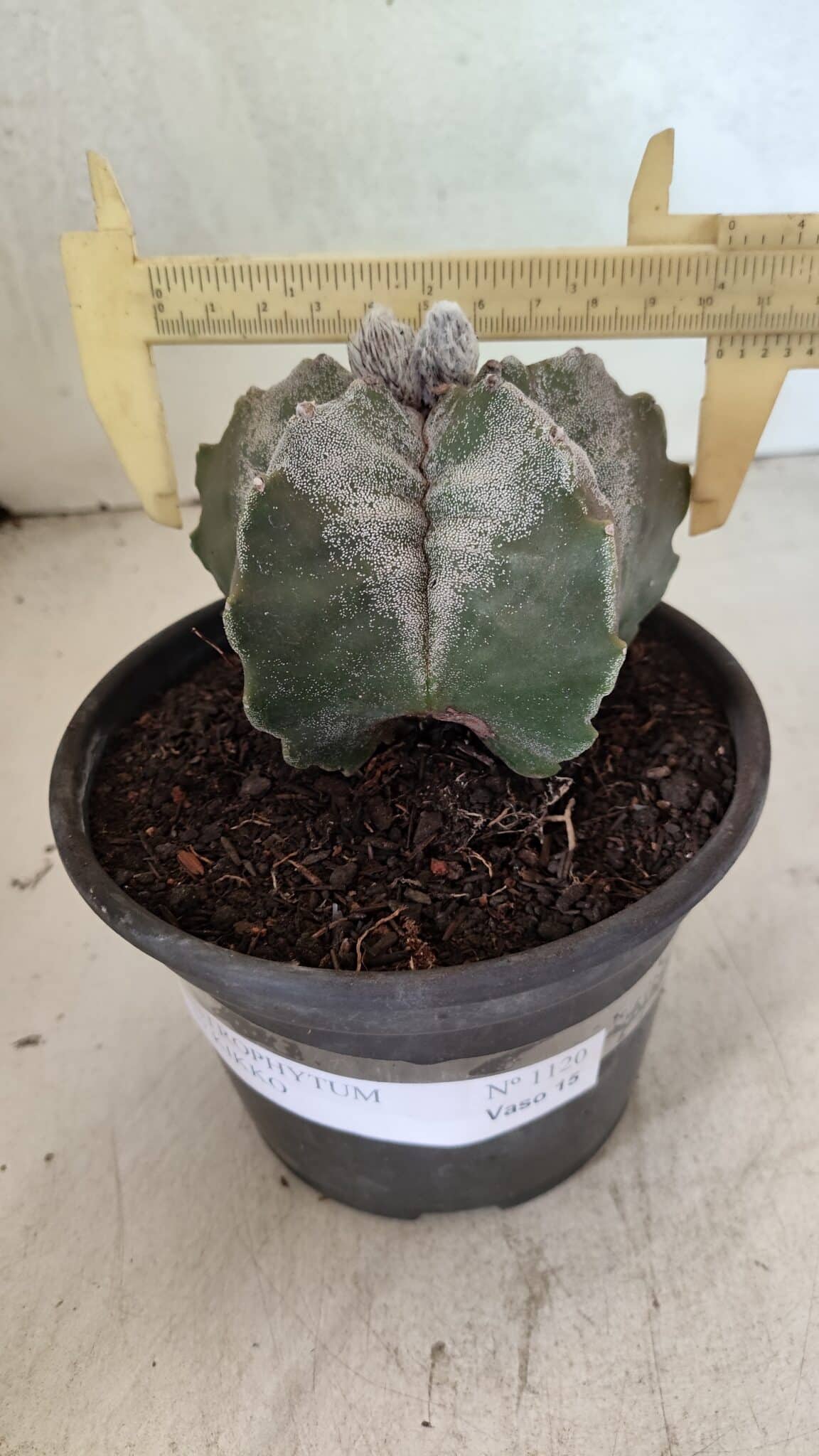 MATRIZ ASTROPHYTUM cv KIKKO Nº 1120 – vaso 15 - foto 4
