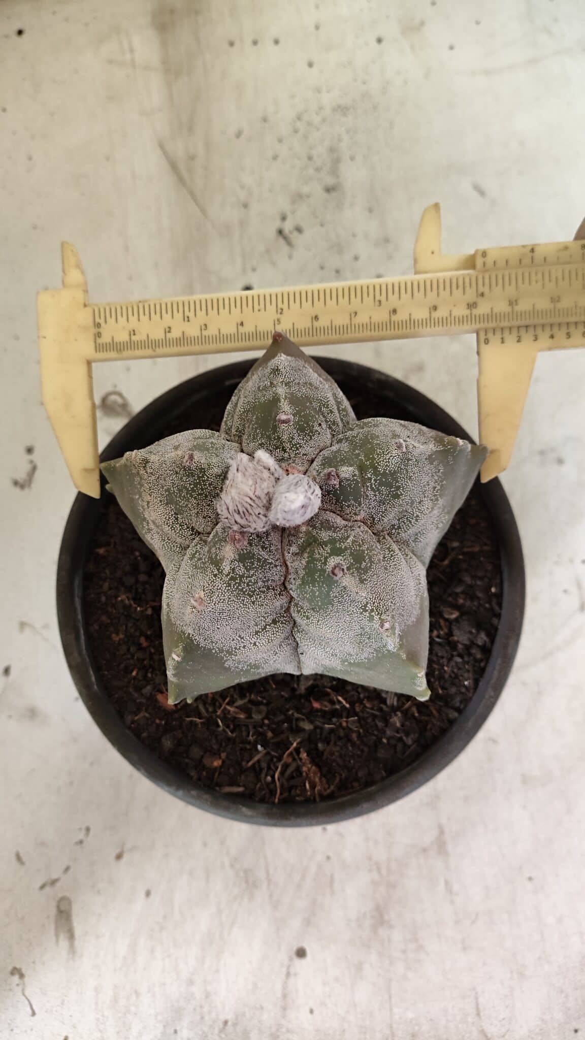 MATRIZ ASTROPHYTUM cv KIKKO Nº 1120 – vaso 15 - foto 5