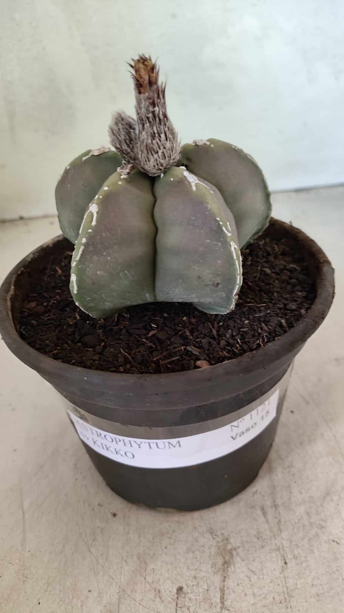MATRIZ ASTROPHYTUM cv KIKKO Nº 1121 – vaso 15 - foto 2