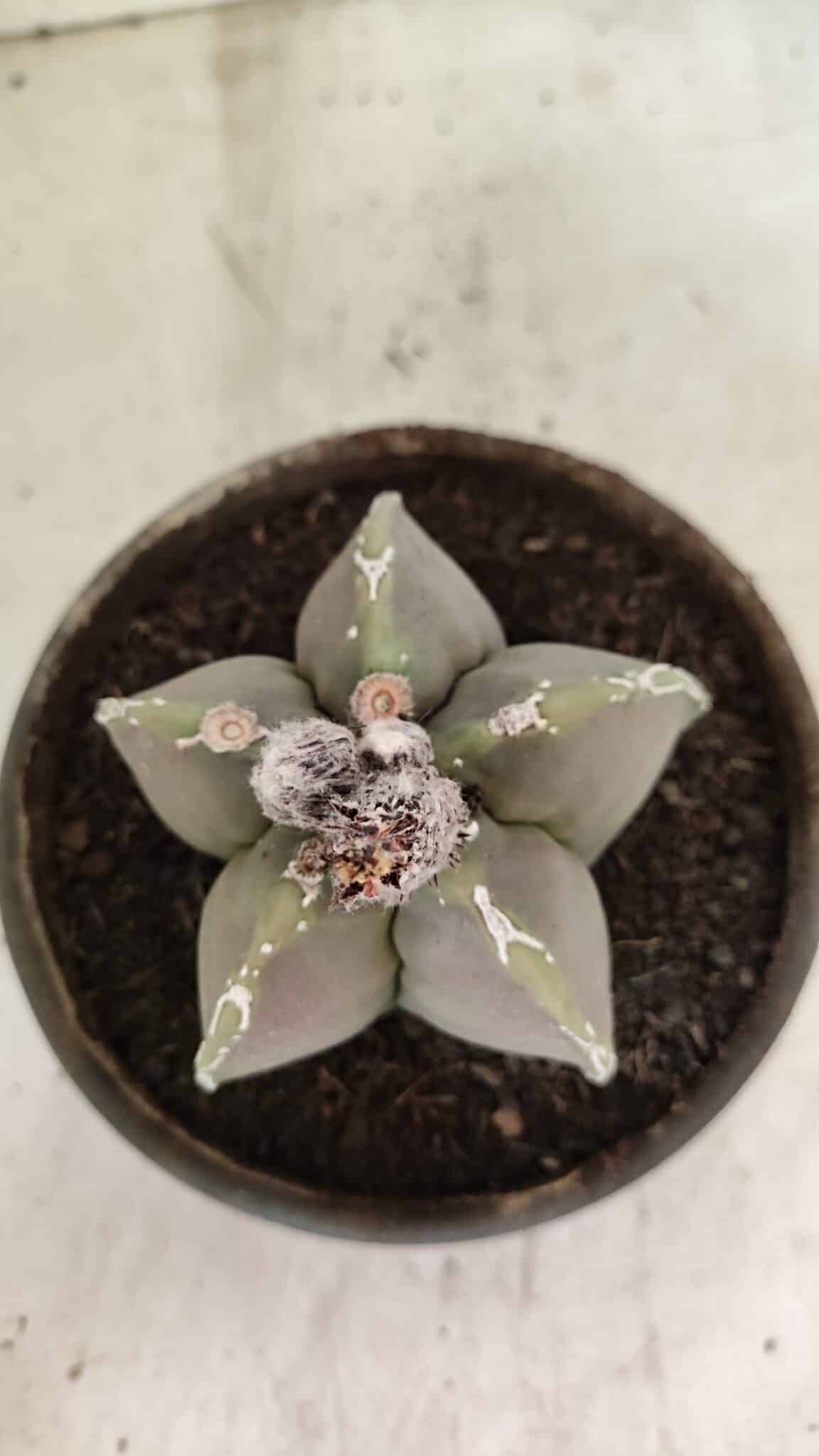 MATRIZ ASTROPHYTUM cv KIKKO Nº 1121 – vaso 15 - foto 3