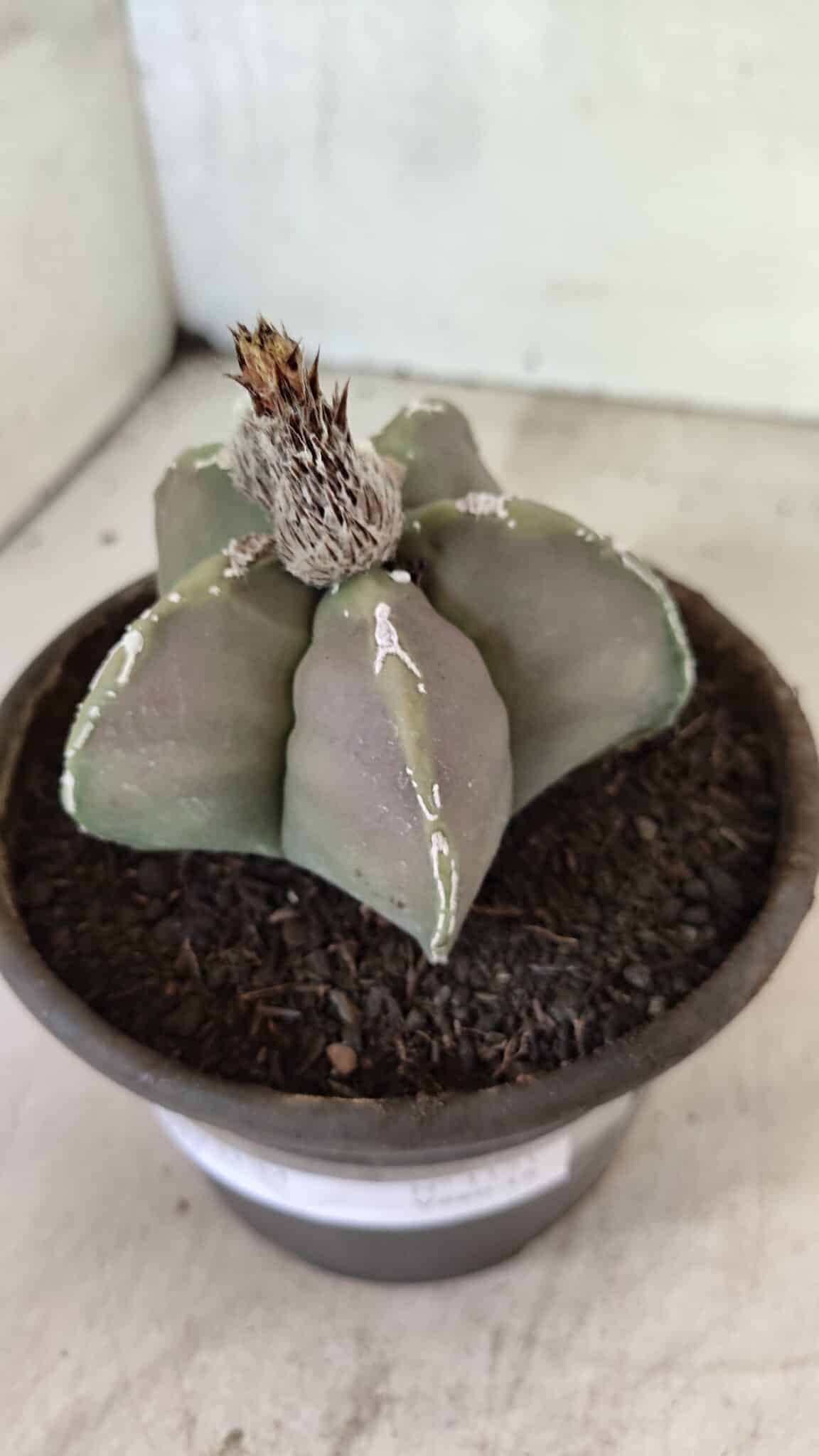 MATRIZ ASTROPHYTUM cv KIKKO Nº 1121 – vaso 15 - foto 10