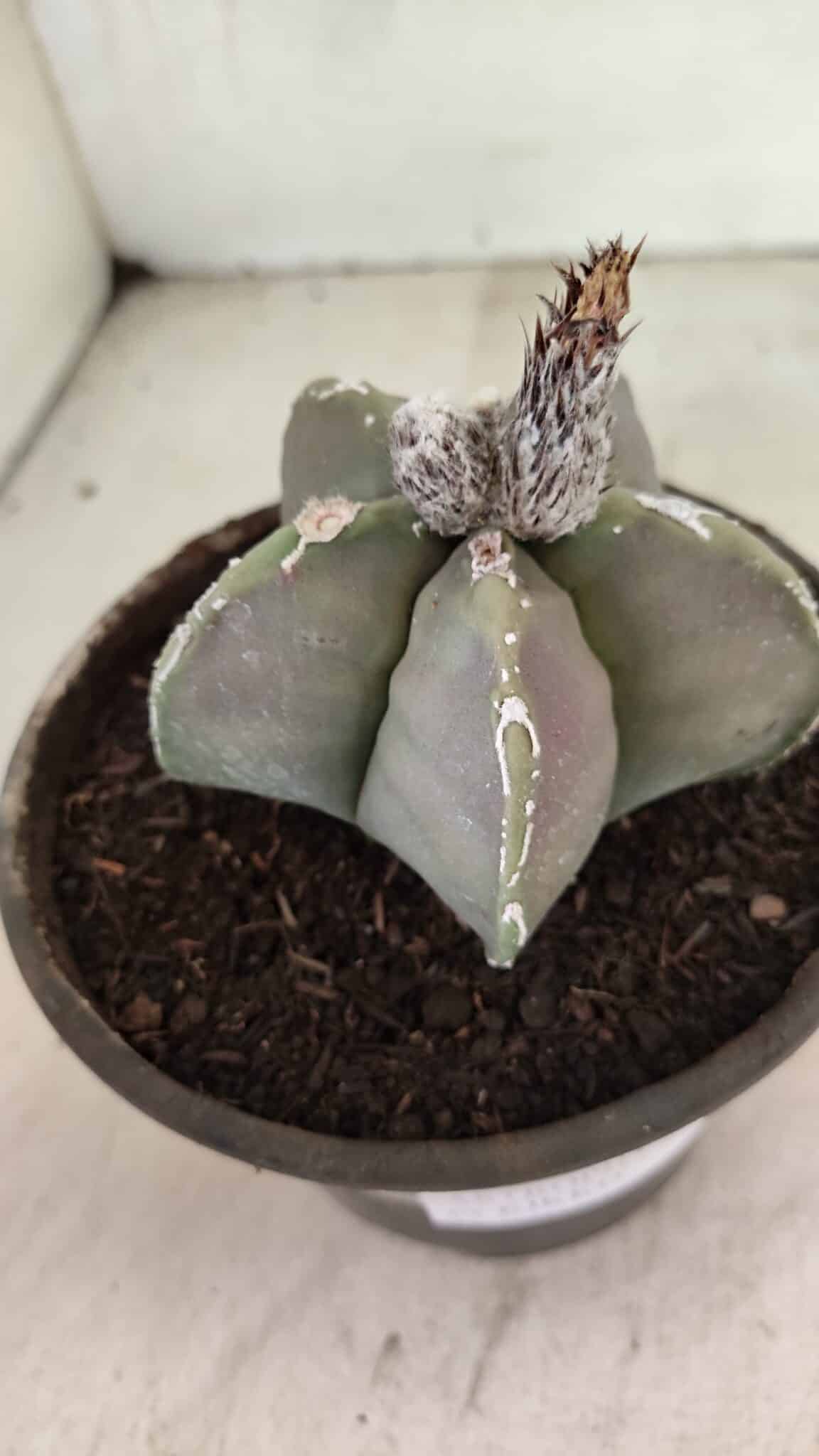 MATRIZ ASTROPHYTUM cv KIKKO Nº 1121 – vaso 15 - foto 9