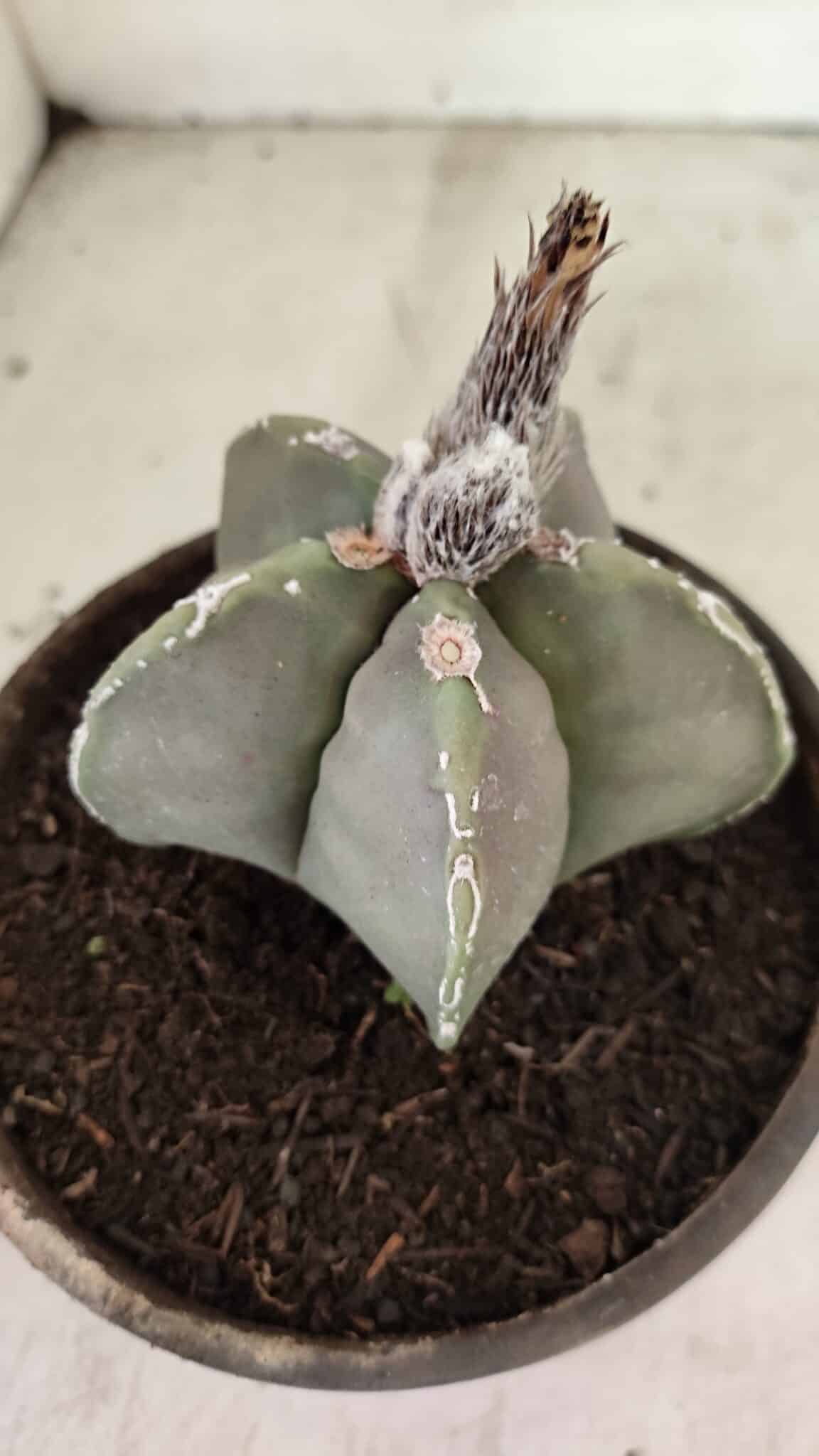 MATRIZ ASTROPHYTUM cv KIKKO Nº 1121 – vaso 15 - foto 8