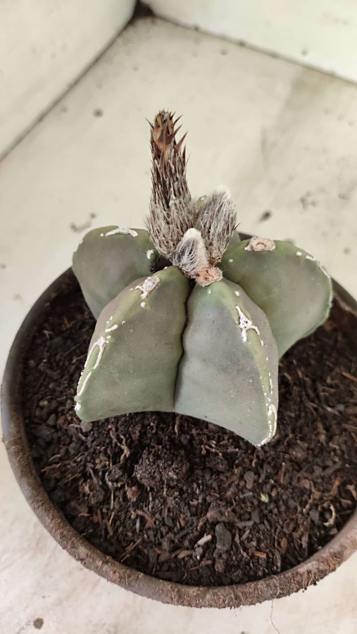 MATRIZ ASTROPHYTUM cv KIKKO Nº 1121 – vaso 15 - foto 7