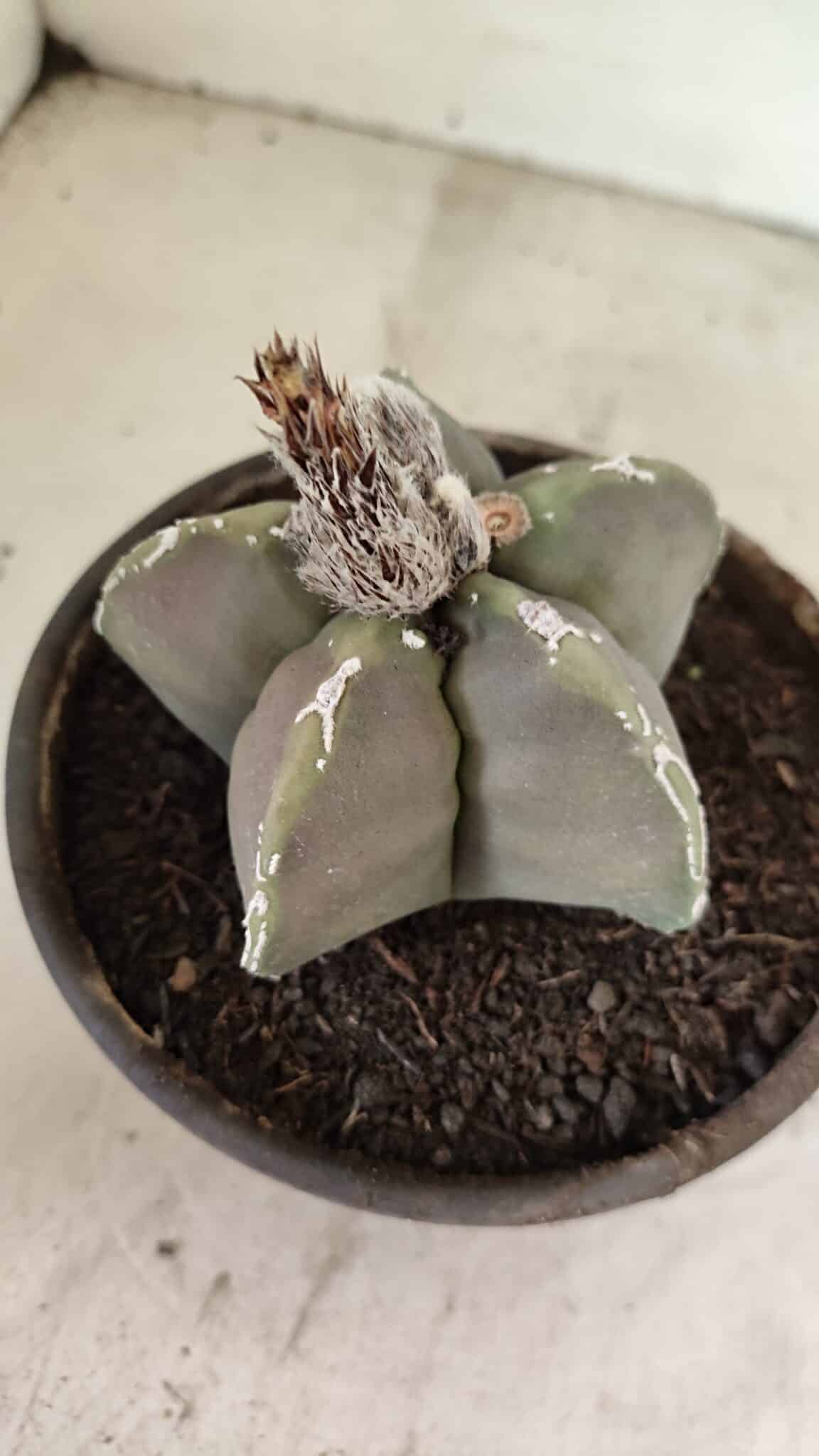 MATRIZ ASTROPHYTUM cv KIKKO Nº 1121 – vaso 15 - foto 6