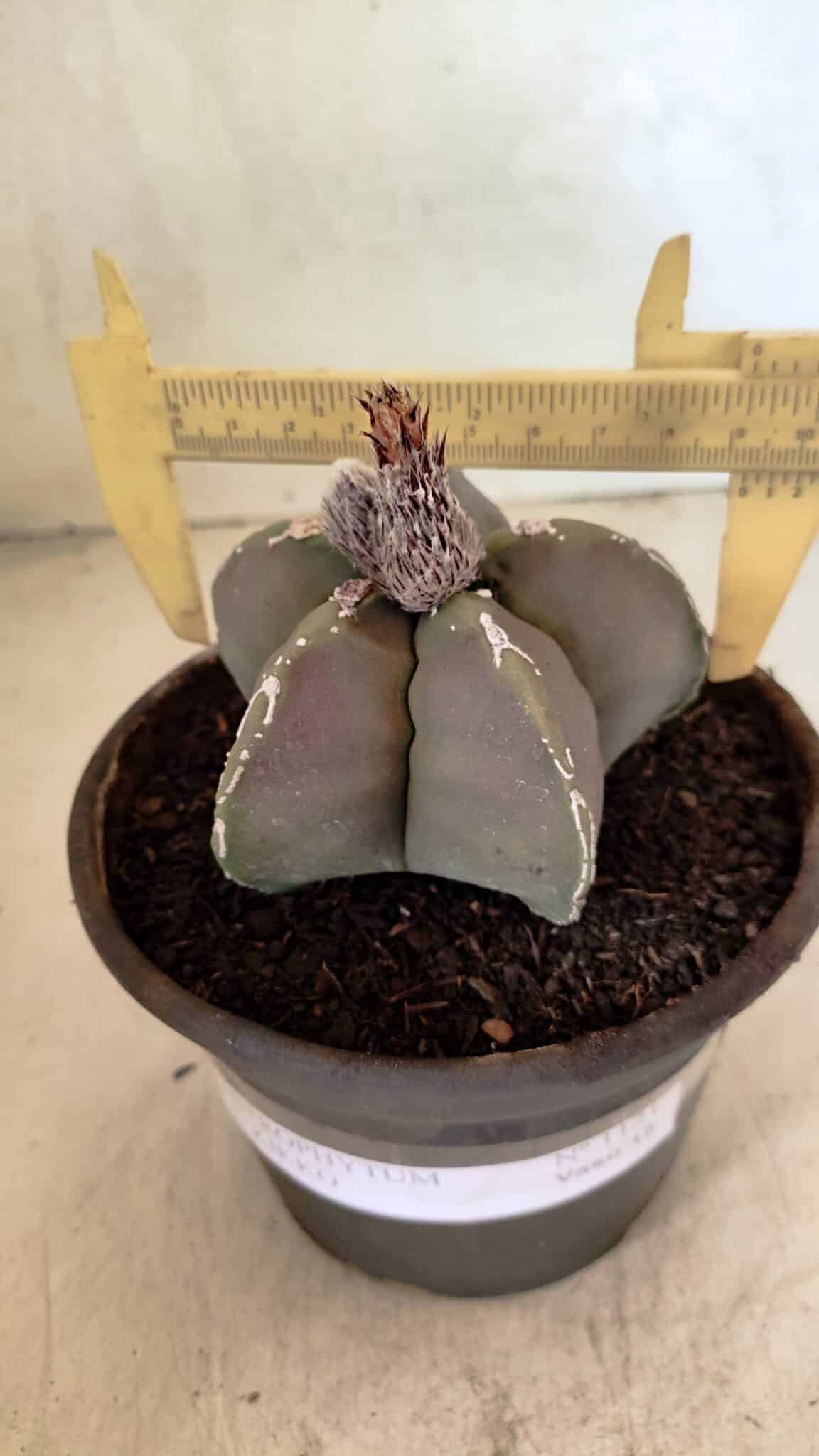 MATRIZ ASTROPHYTUM cv KIKKO Nº 1121 – vaso 15 - foto 4