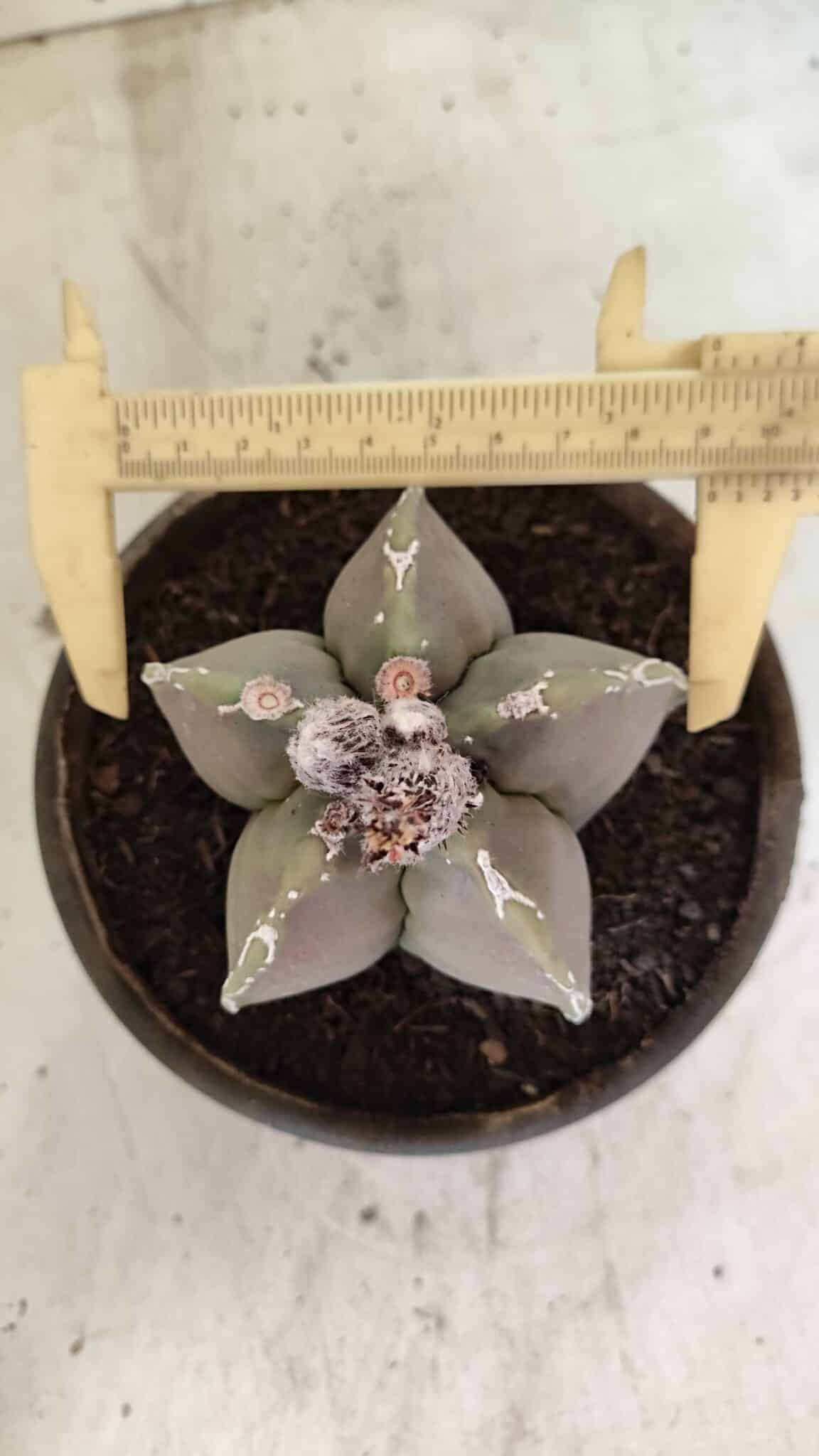 MATRIZ ASTROPHYTUM cv KIKKO Nº 1121 – vaso 15 - foto 5