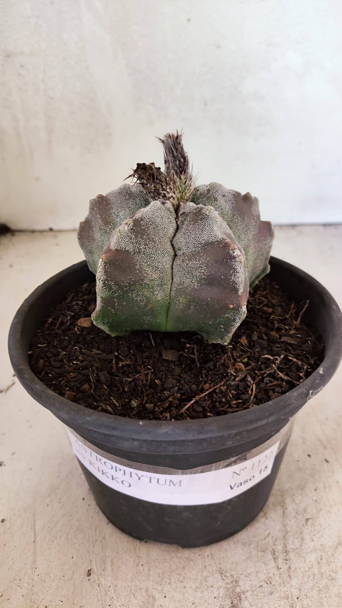 MATRIZ ASTROPHYTUM cv KIKKO Nº 1122 – vaso 15 - foto 2