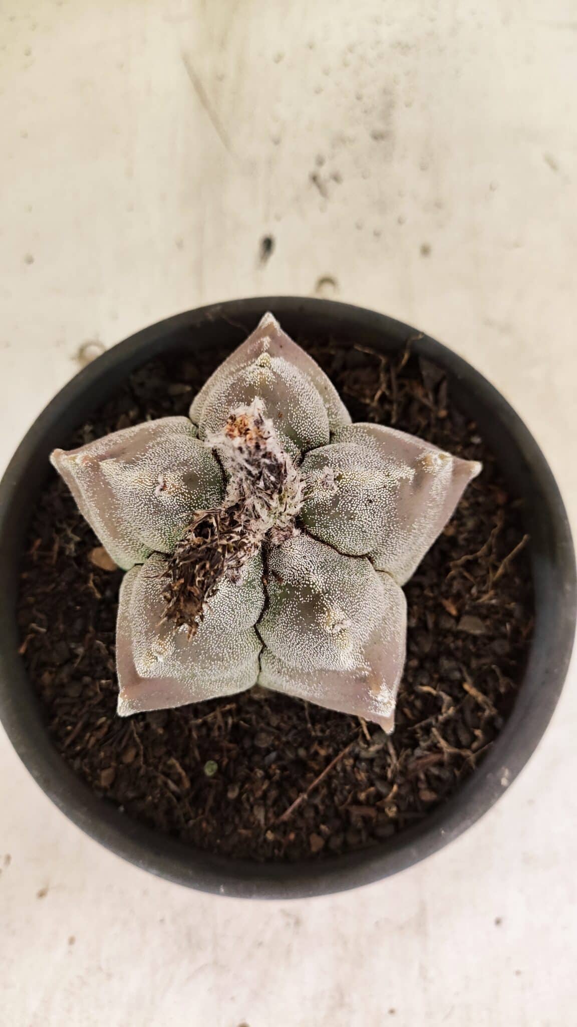 MATRIZ ASTROPHYTUM cv KIKKO Nº 1122 – vaso 15 - foto 3