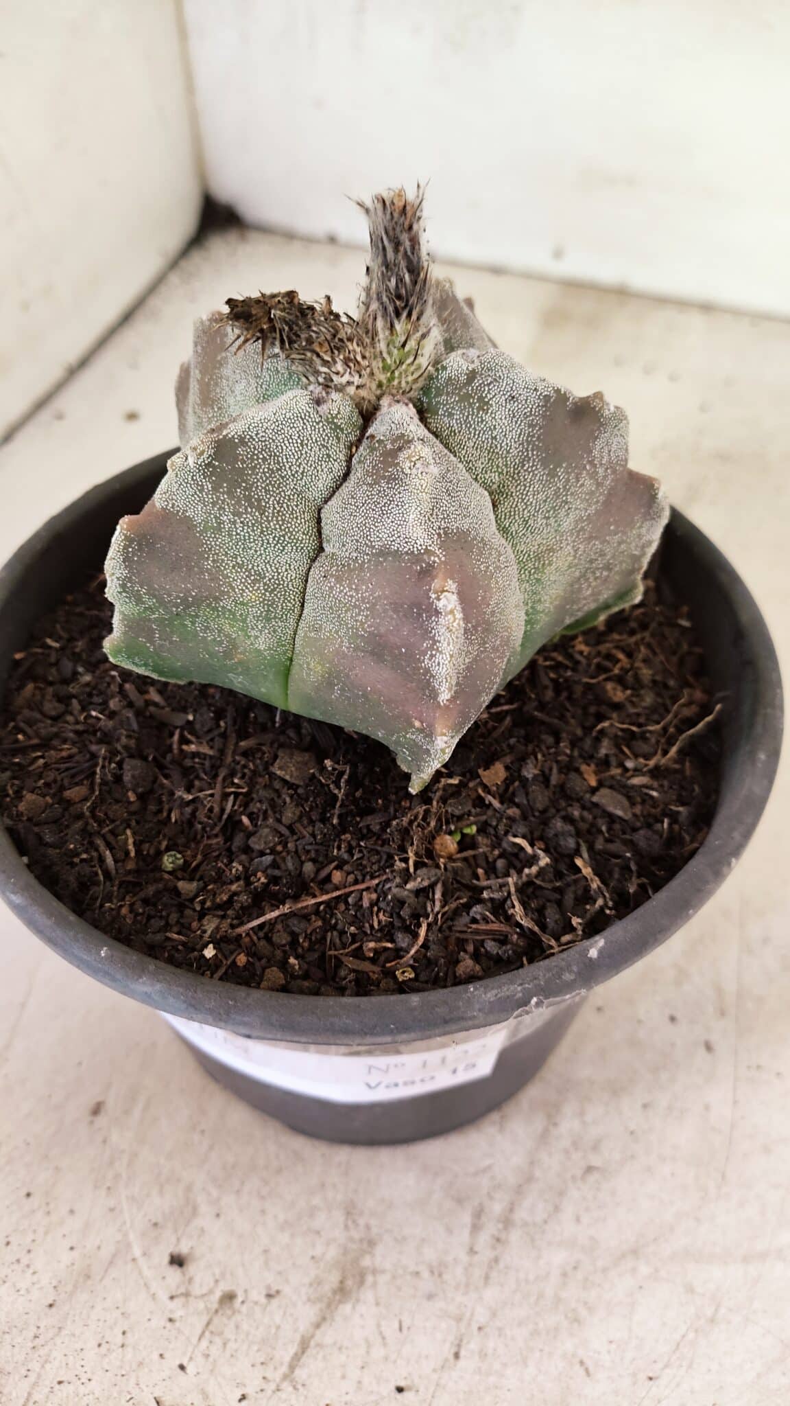 MATRIZ ASTROPHYTUM cv KIKKO Nº 1122 – vaso 15 - foto 10