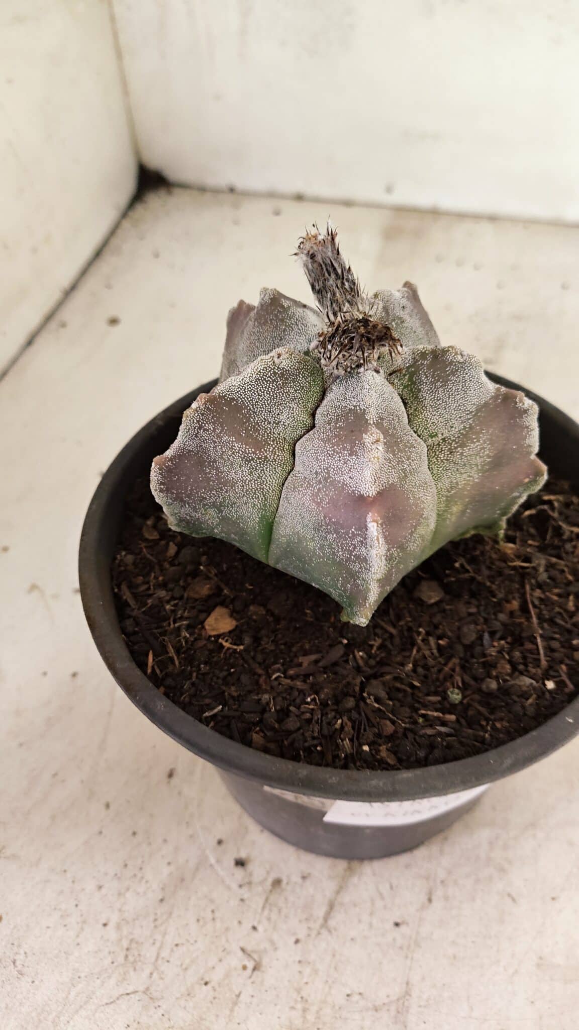 MATRIZ ASTROPHYTUM cv KIKKO Nº 1122 – vaso 15 - foto 9