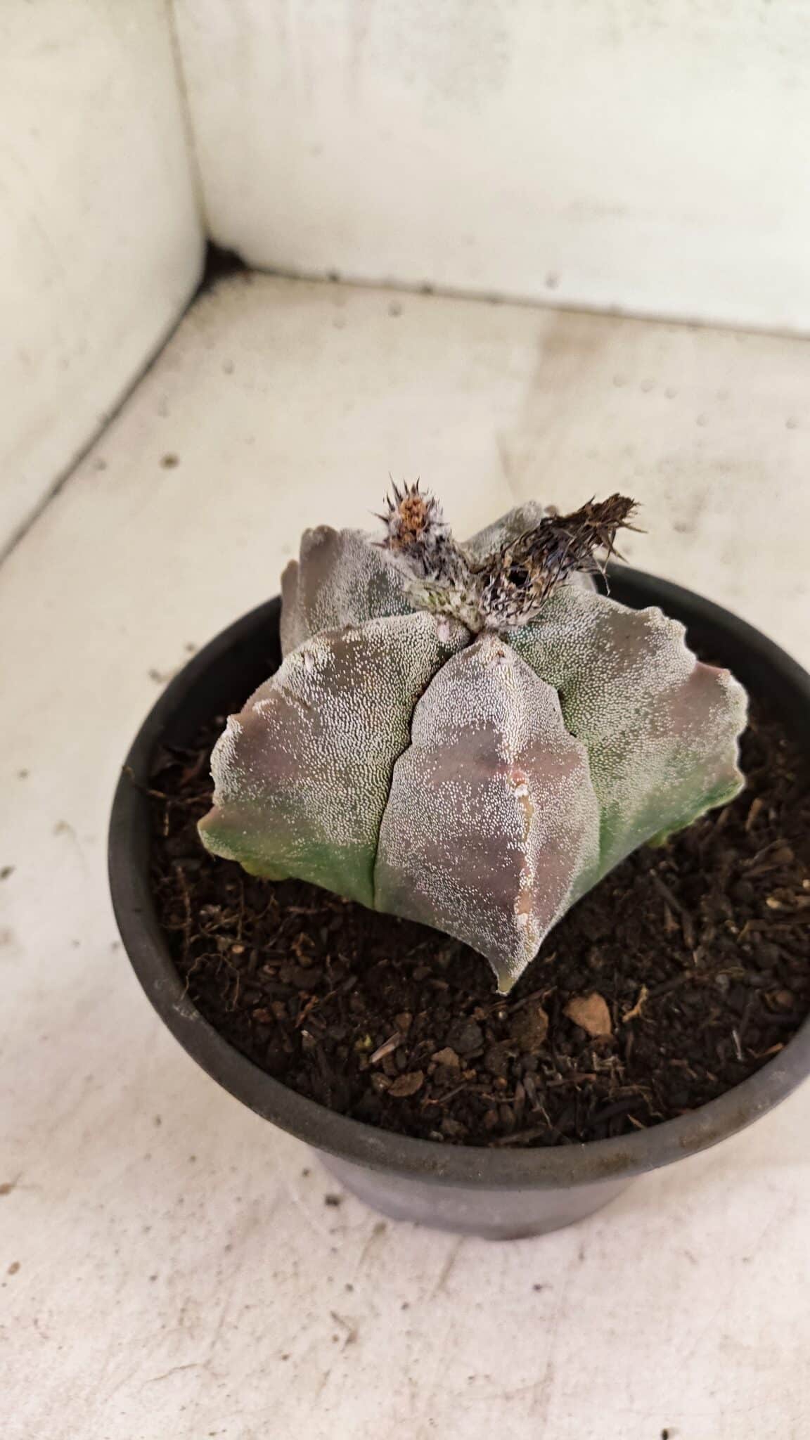 MATRIZ ASTROPHYTUM cv KIKKO Nº 1122 – vaso 15 - foto 8