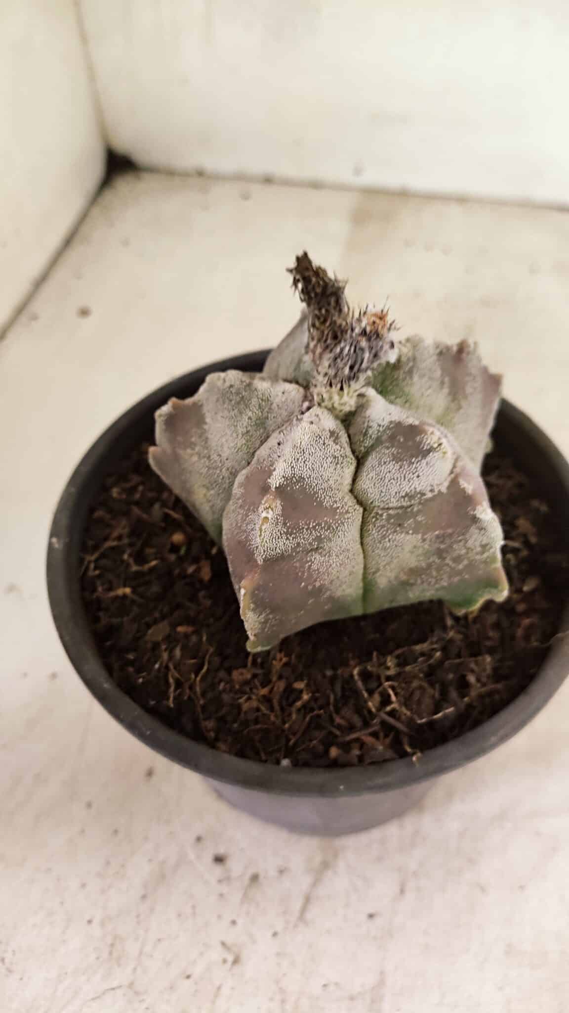 MATRIZ ASTROPHYTUM cv KIKKO Nº 1122 – vaso 15 - foto 7