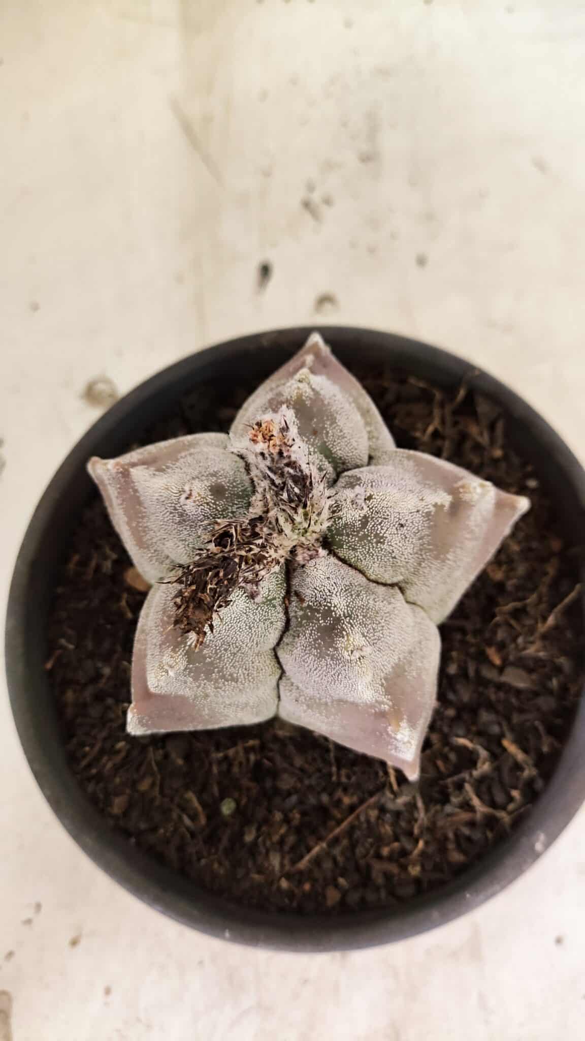 MATRIZ ASTROPHYTUM cv KIKKO Nº 1122 – vaso 15 - foto 6