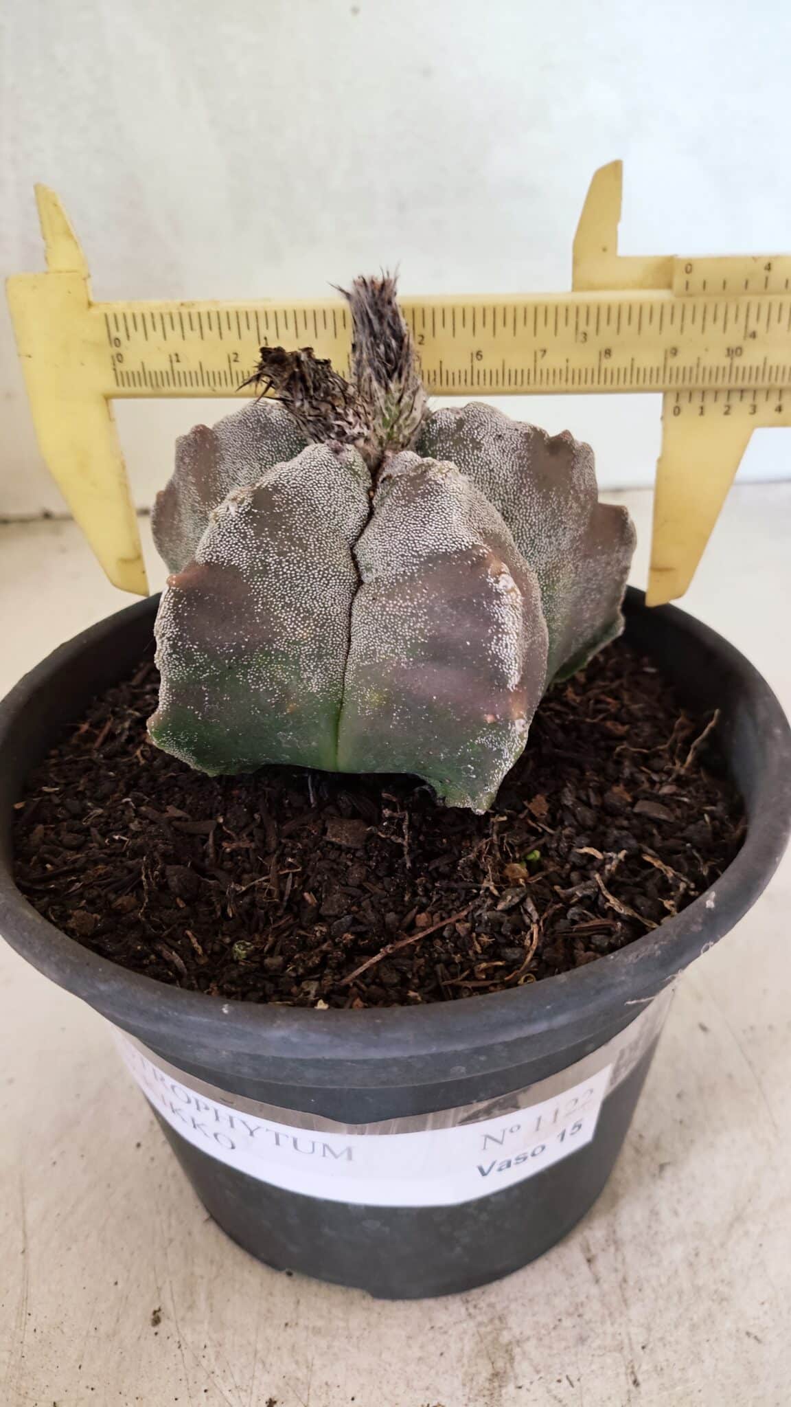 MATRIZ ASTROPHYTUM cv KIKKO Nº 1122 – vaso 15 - foto 4