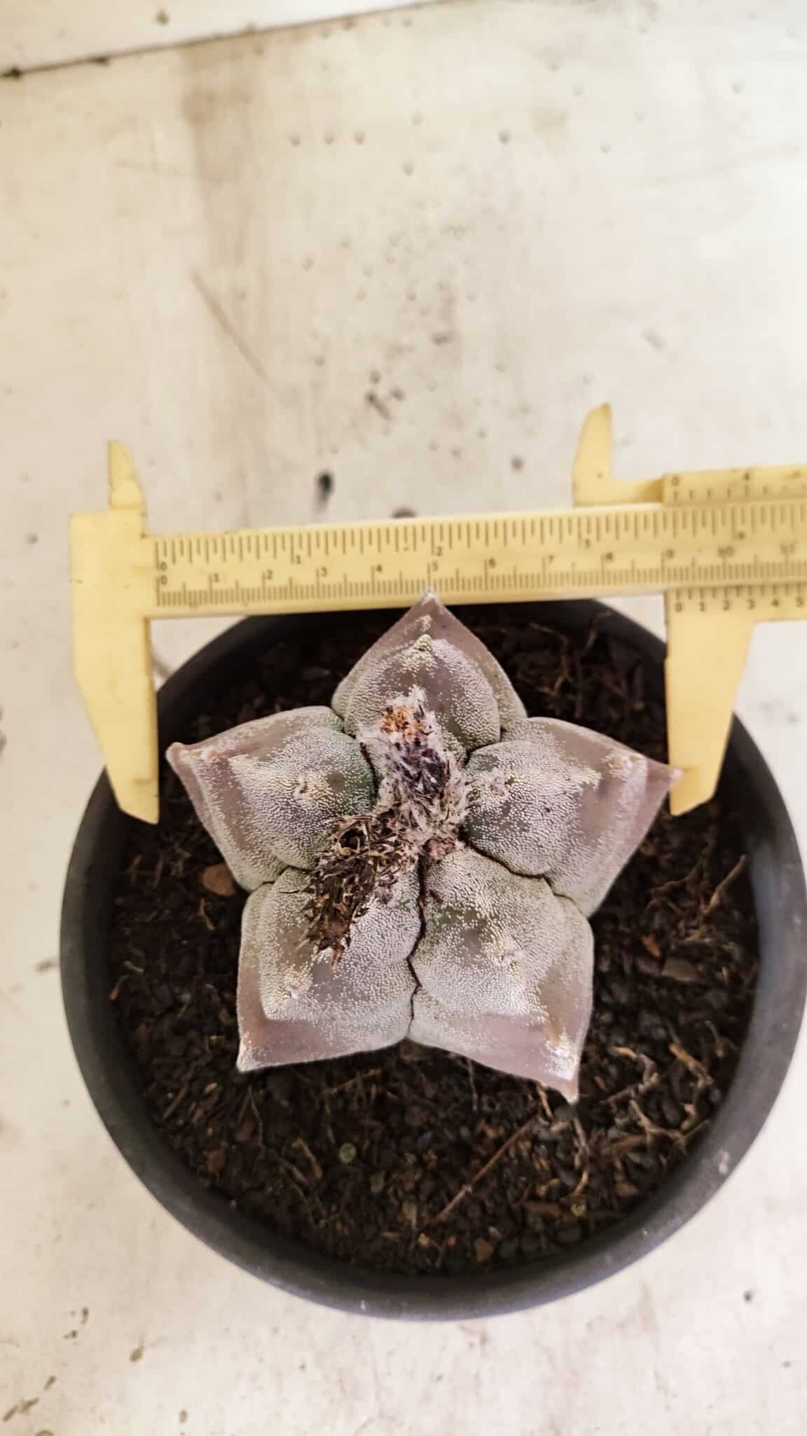 MATRIZ ASTROPHYTUM cv KIKKO Nº 1122 – vaso 15 - foto 5