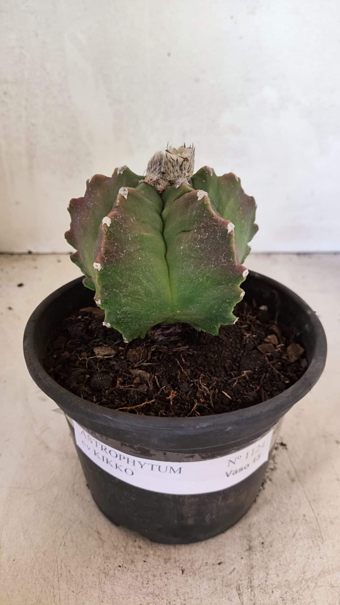 MATRIZ ASTROPHYTUM cv KIKKO Nº 1124 – vaso 15 - foto 2