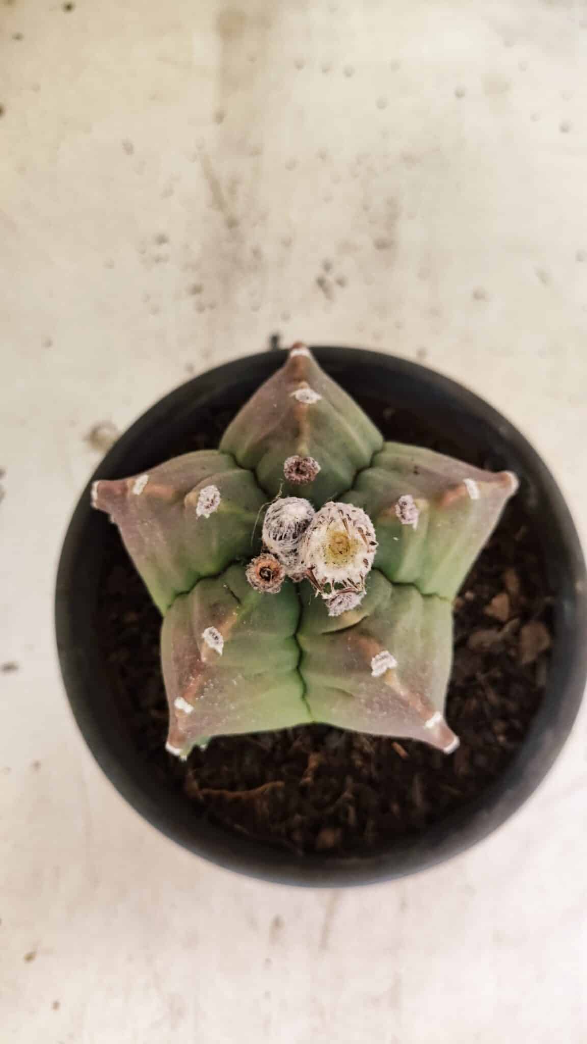 MATRIZ ASTROPHYTUM cv KIKKO Nº 1124 – vaso 15 - foto 3