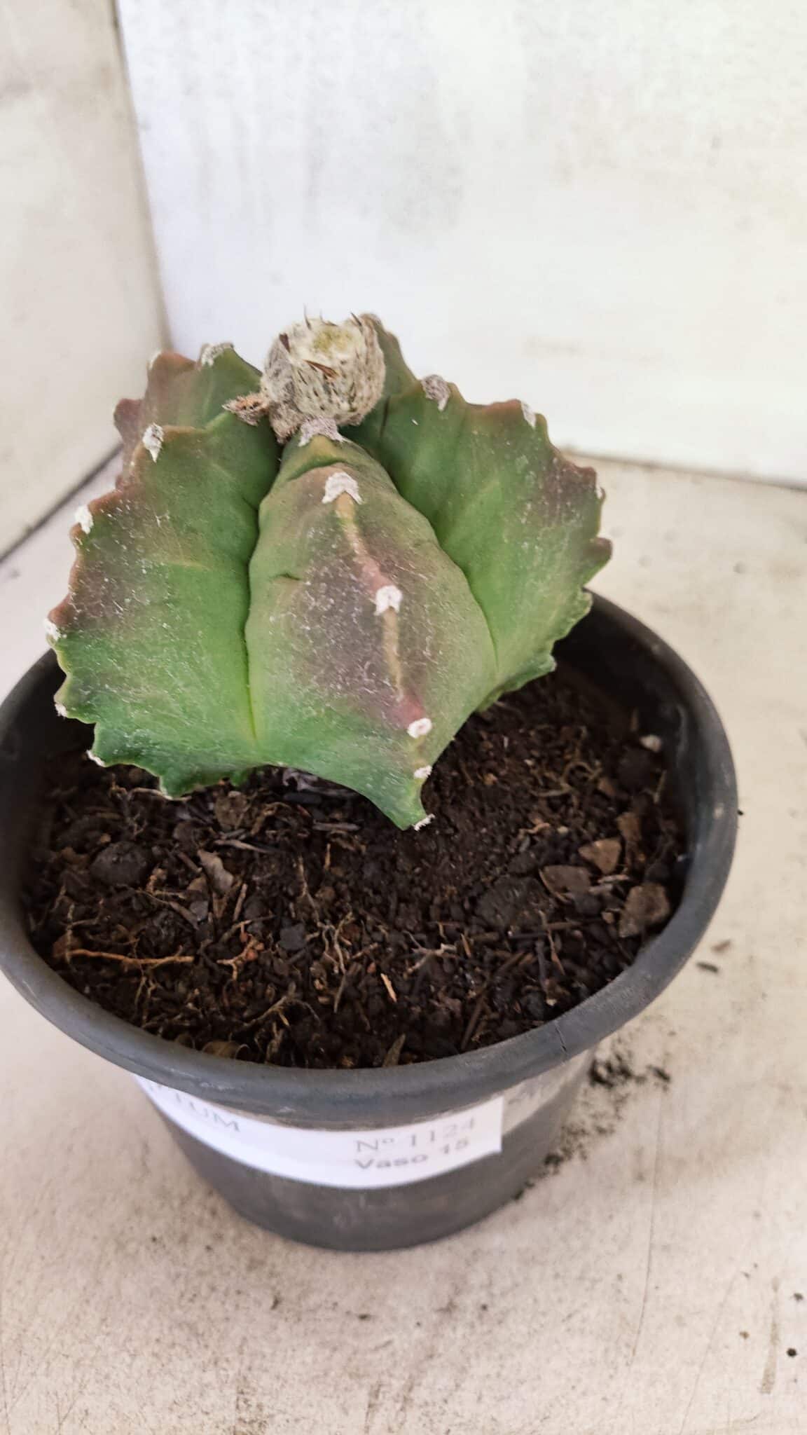 MATRIZ ASTROPHYTUM cv KIKKO Nº 1124 – vaso 15 - foto 9
