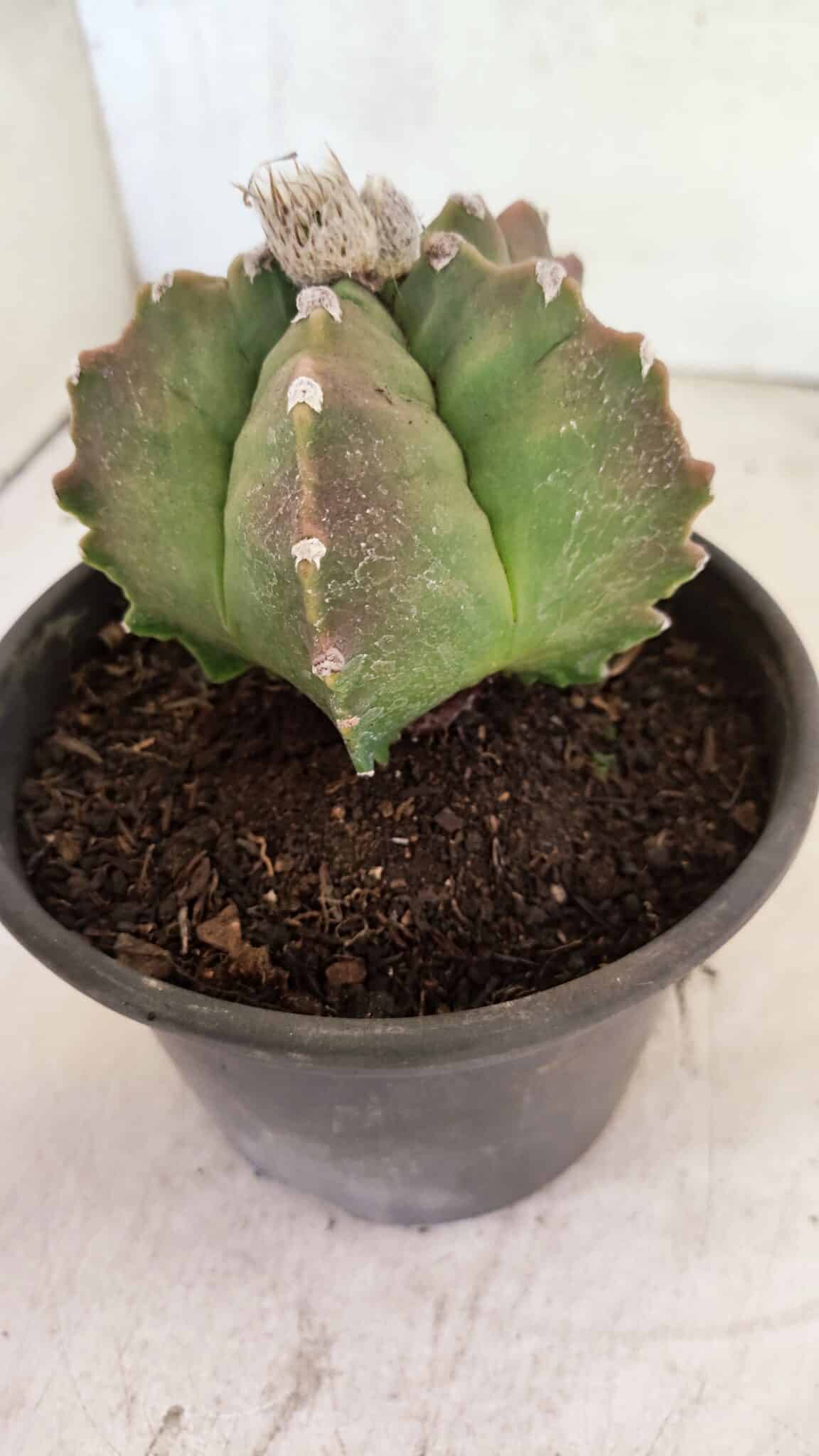 MATRIZ ASTROPHYTUM cv KIKKO Nº 1124 – vaso 15 - foto 8