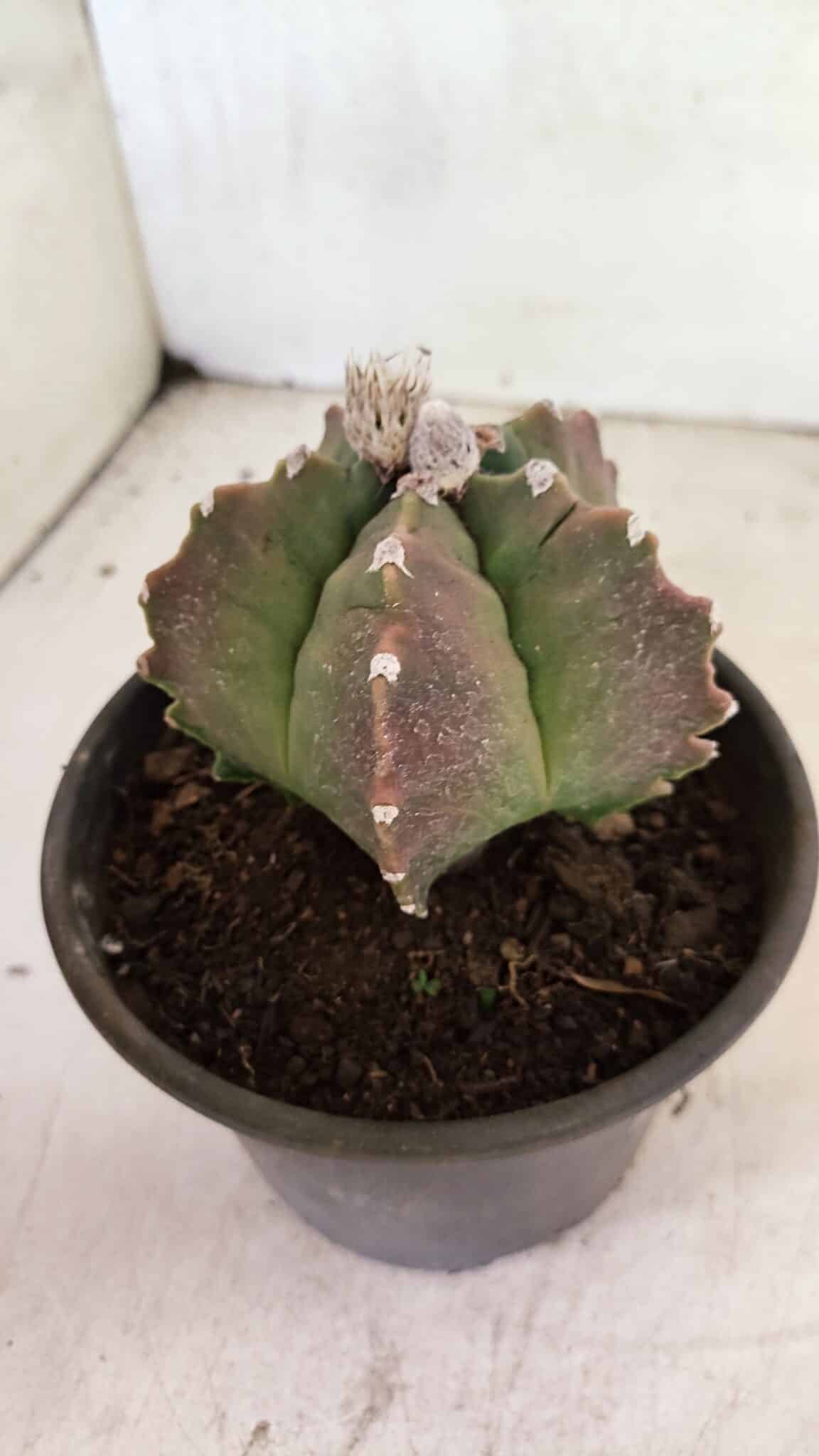 MATRIZ ASTROPHYTUM cv KIKKO Nº 1124 – vaso 15 - foto 7