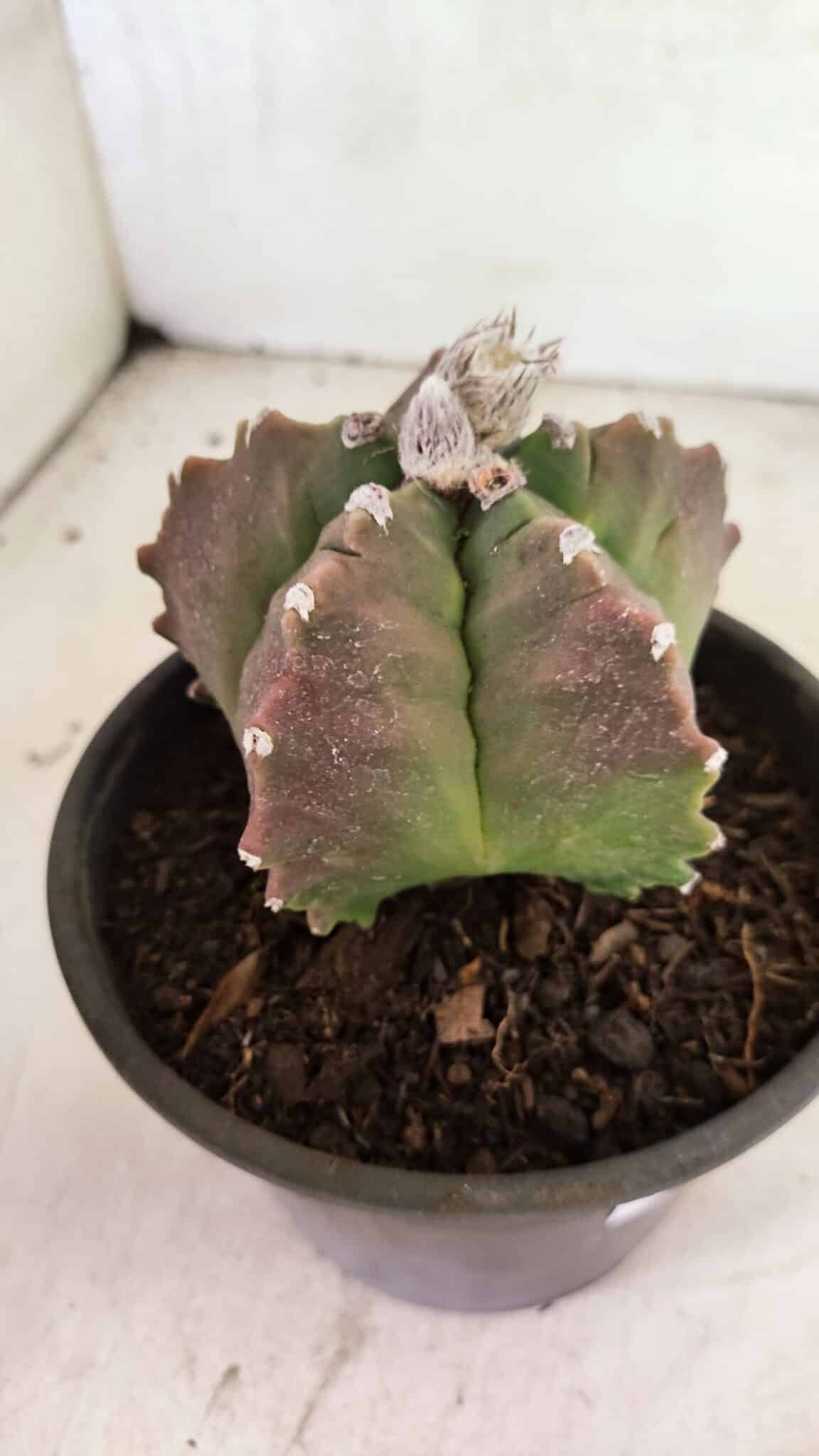 MATRIZ ASTROPHYTUM cv KIKKO Nº 1124 – vaso 15 - foto 6