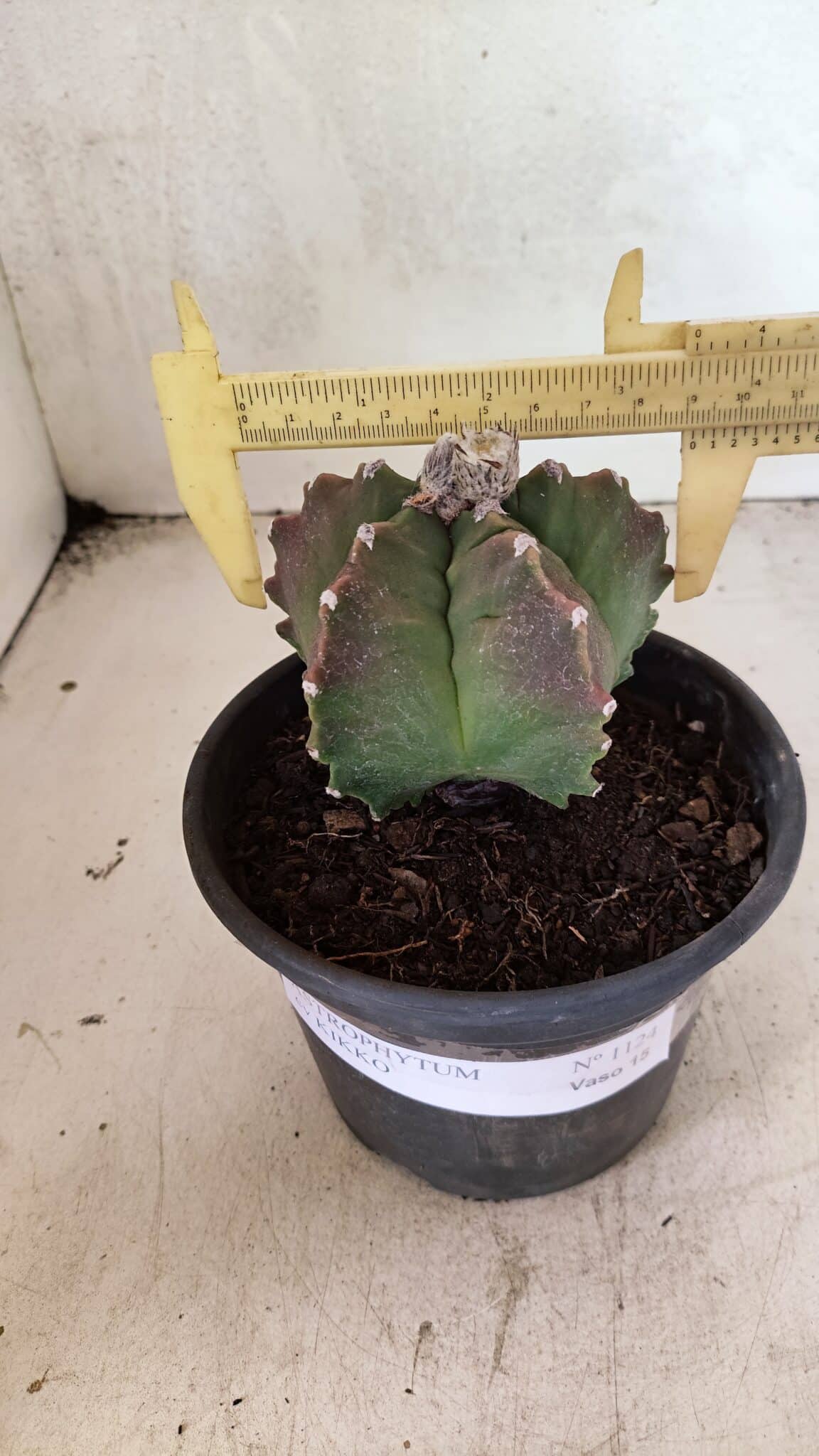 MATRIZ ASTROPHYTUM cv KIKKO Nº 1124 – vaso 15 - foto 4
