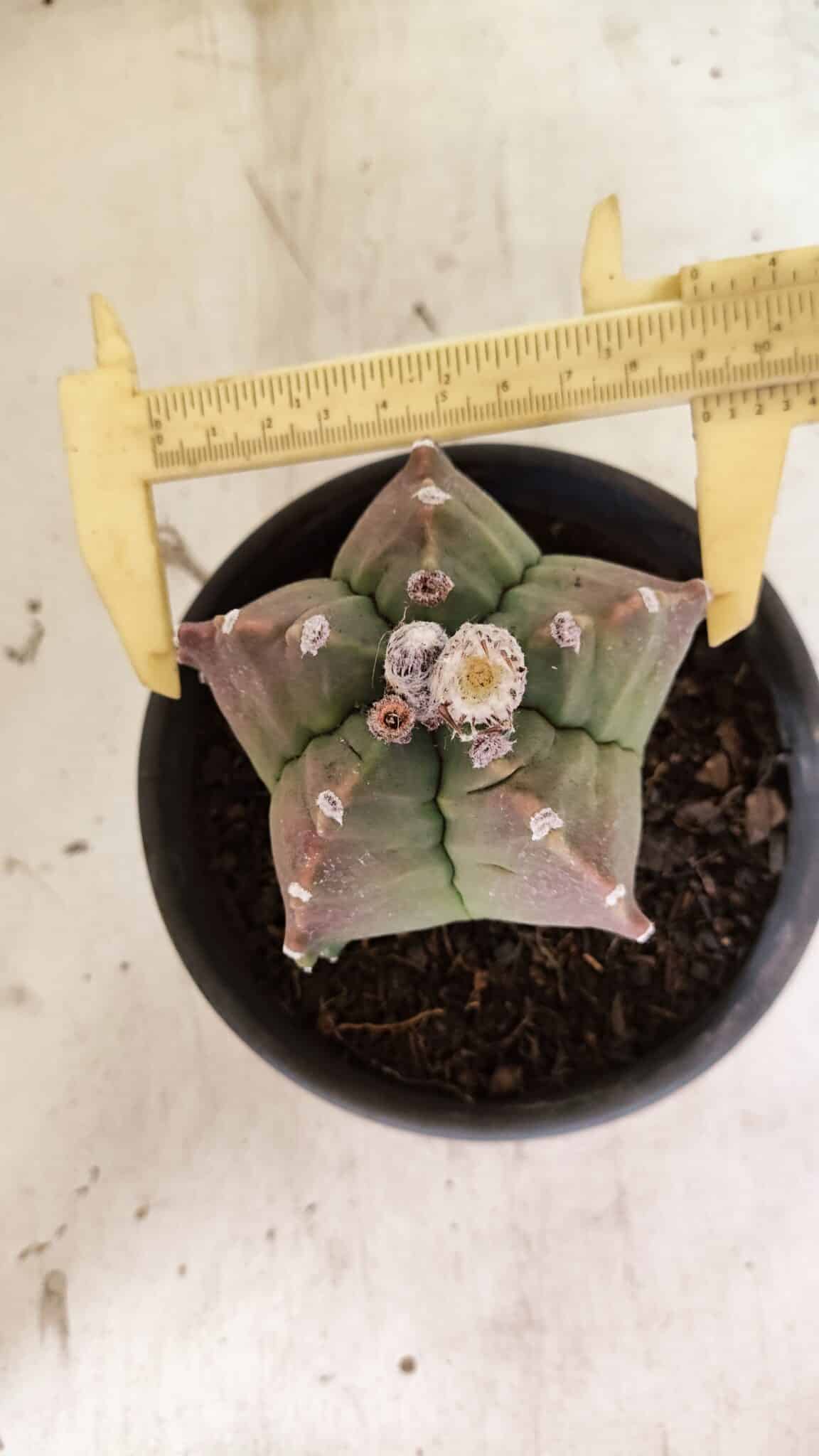 MATRIZ ASTROPHYTUM cv KIKKO Nº 1124 – vaso 15 - foto 5