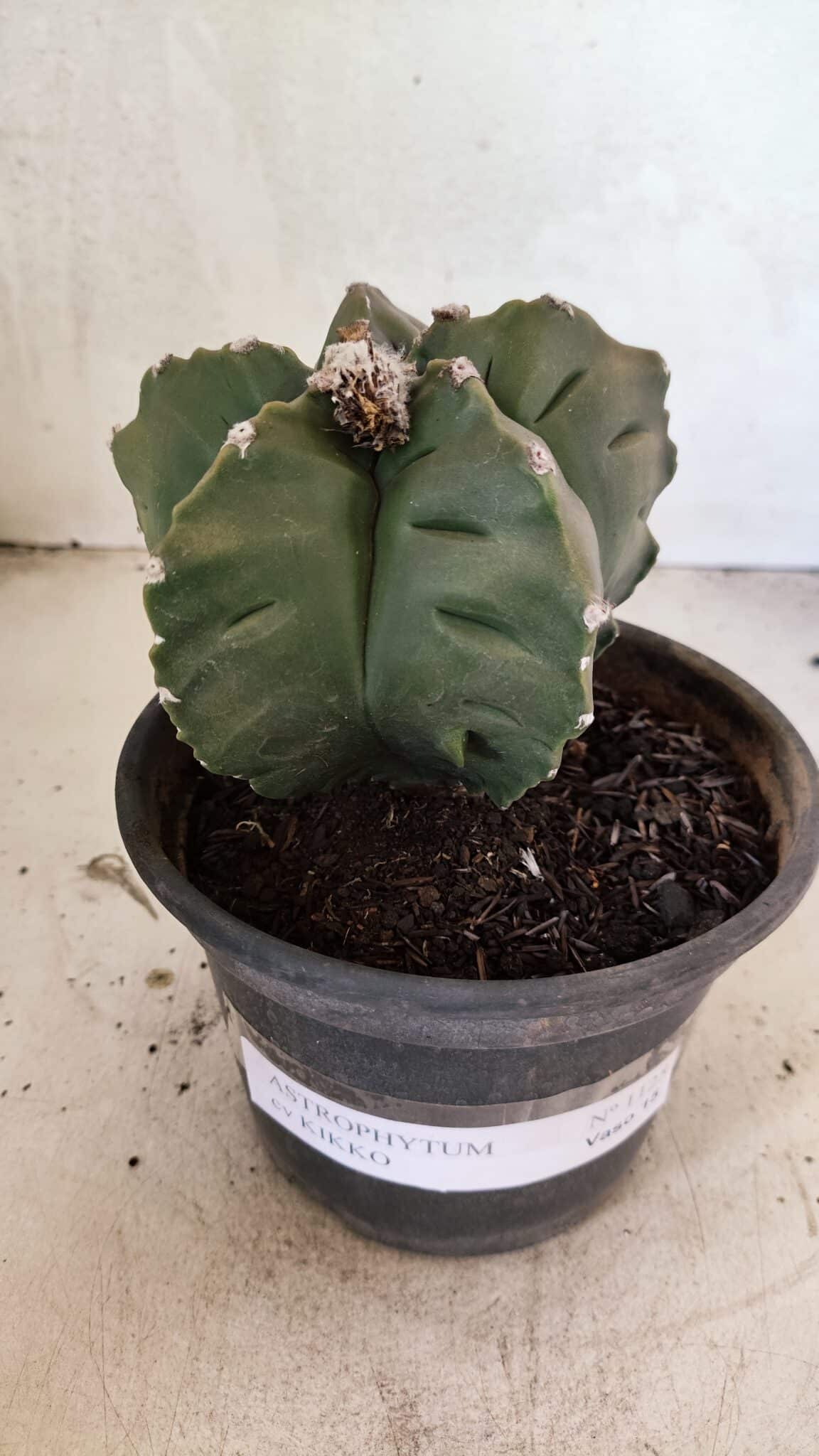 MATRIZ ASTROPHYTUM cv KIKKO Nº 1125 – vaso 15 - foto 2