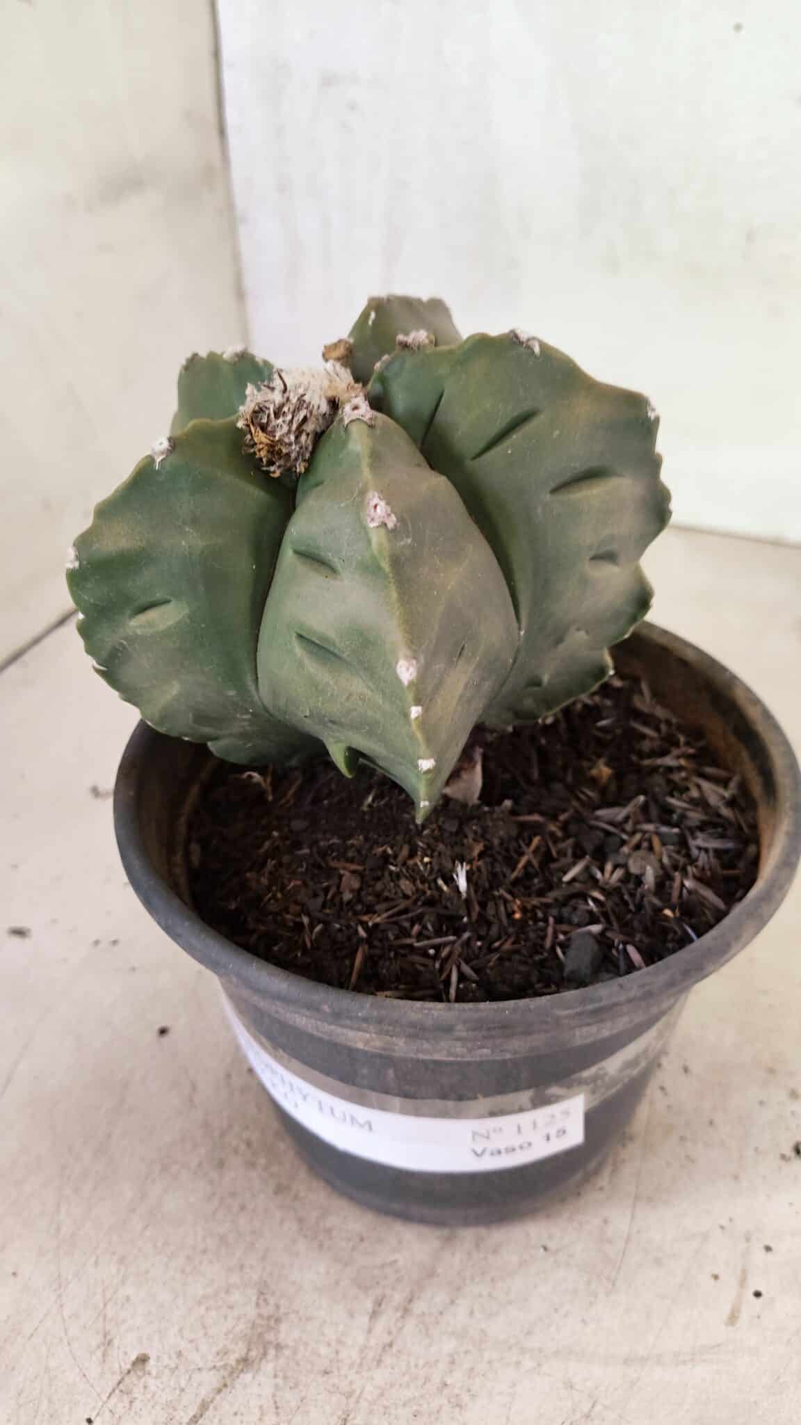 MATRIZ ASTROPHYTUM cv KIKKO Nº 1125 – vaso 15 - foto 9