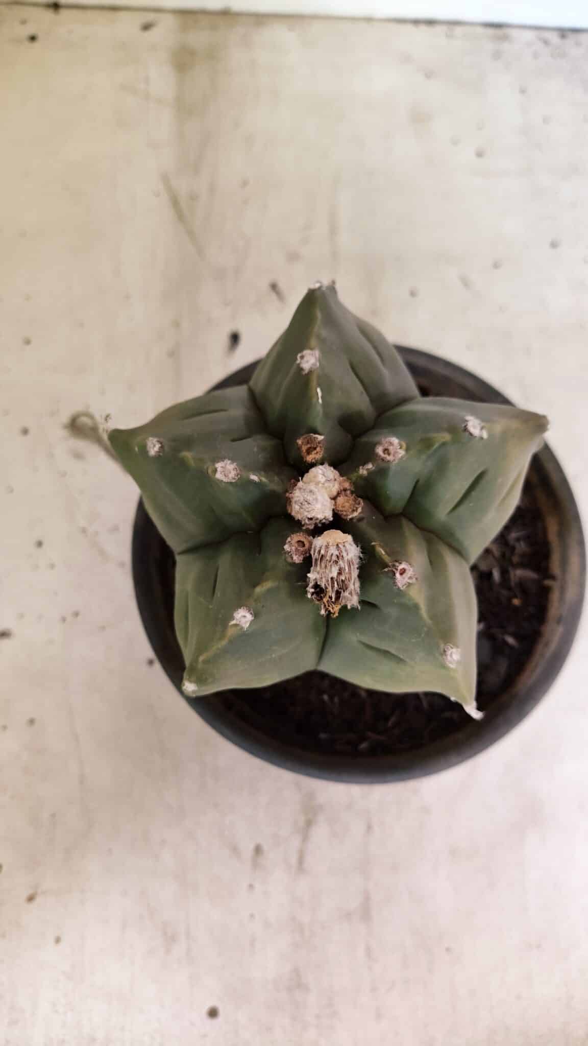 MATRIZ ASTROPHYTUM cv KIKKO Nº 1125 – vaso 15 - foto 3