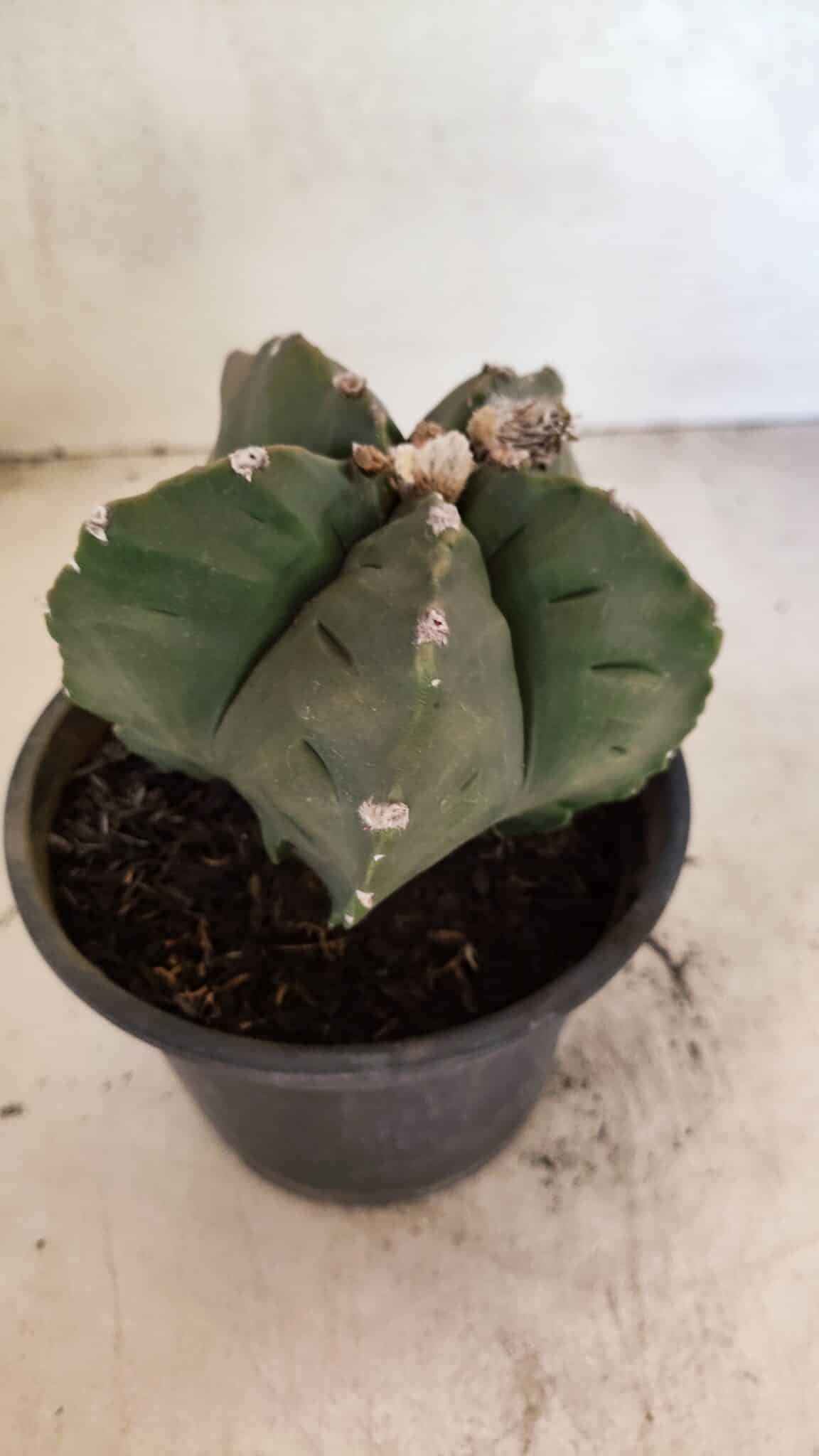MATRIZ ASTROPHYTUM cv KIKKO Nº 1125 – vaso 15 - foto 8