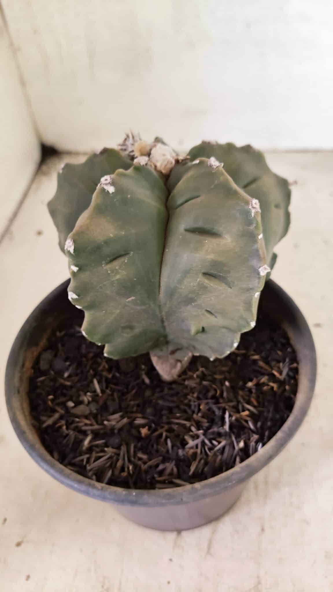 MATRIZ ASTROPHYTUM cv KIKKO Nº 1125 – vaso 15 - foto 7