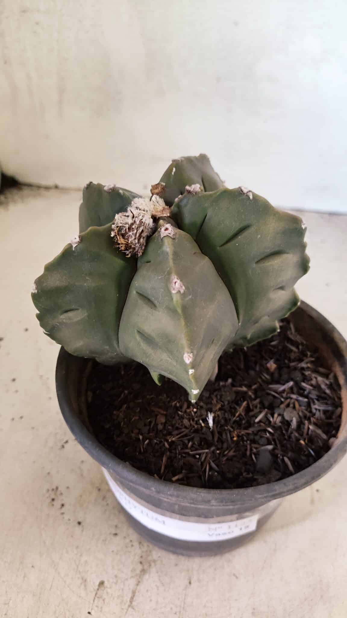 MATRIZ ASTROPHYTUM cv KIKKO Nº 1125 – vaso 15 - foto 6