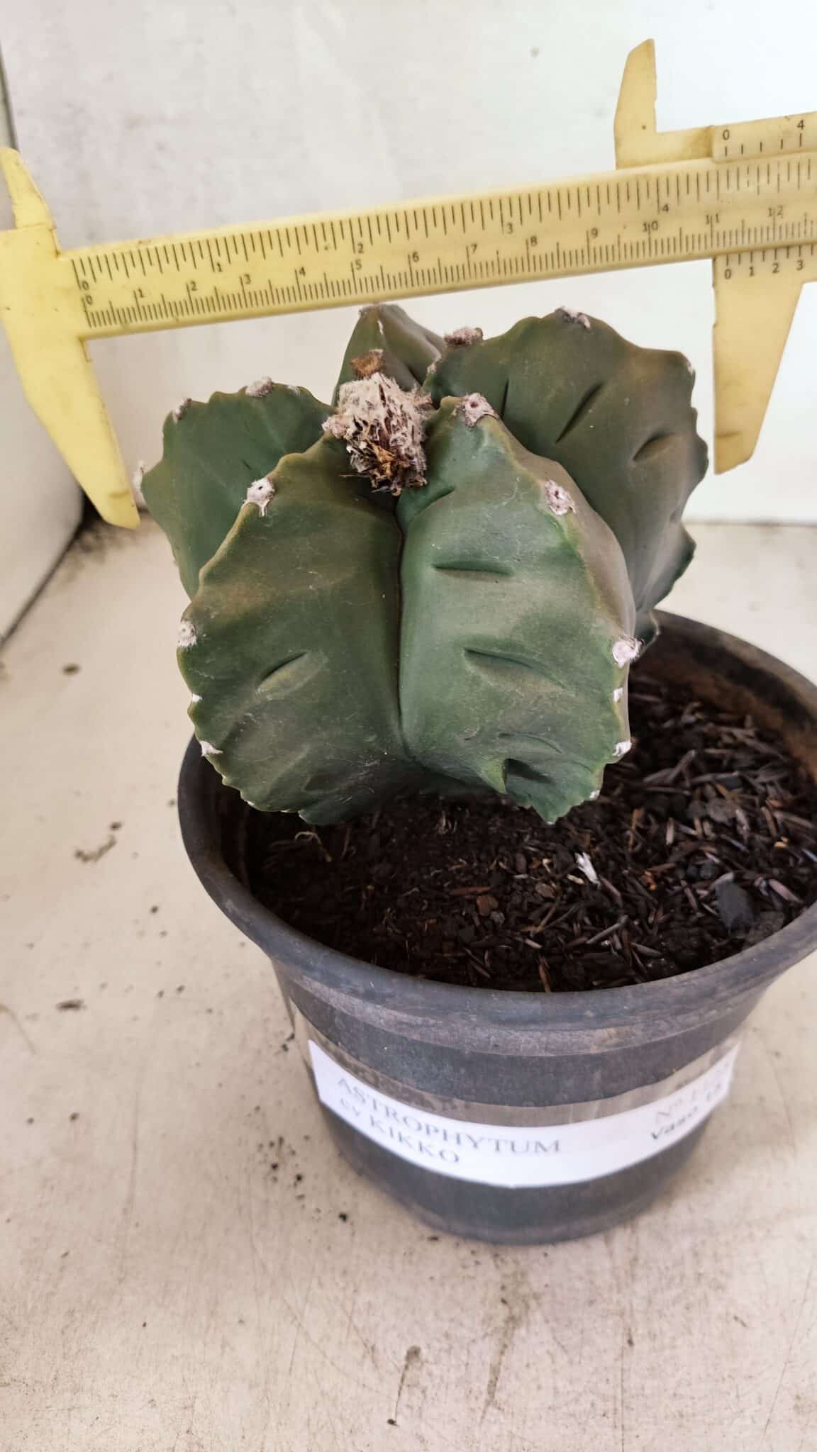 MATRIZ ASTROPHYTUM cv KIKKO Nº 1125 – vaso 15 - foto 4