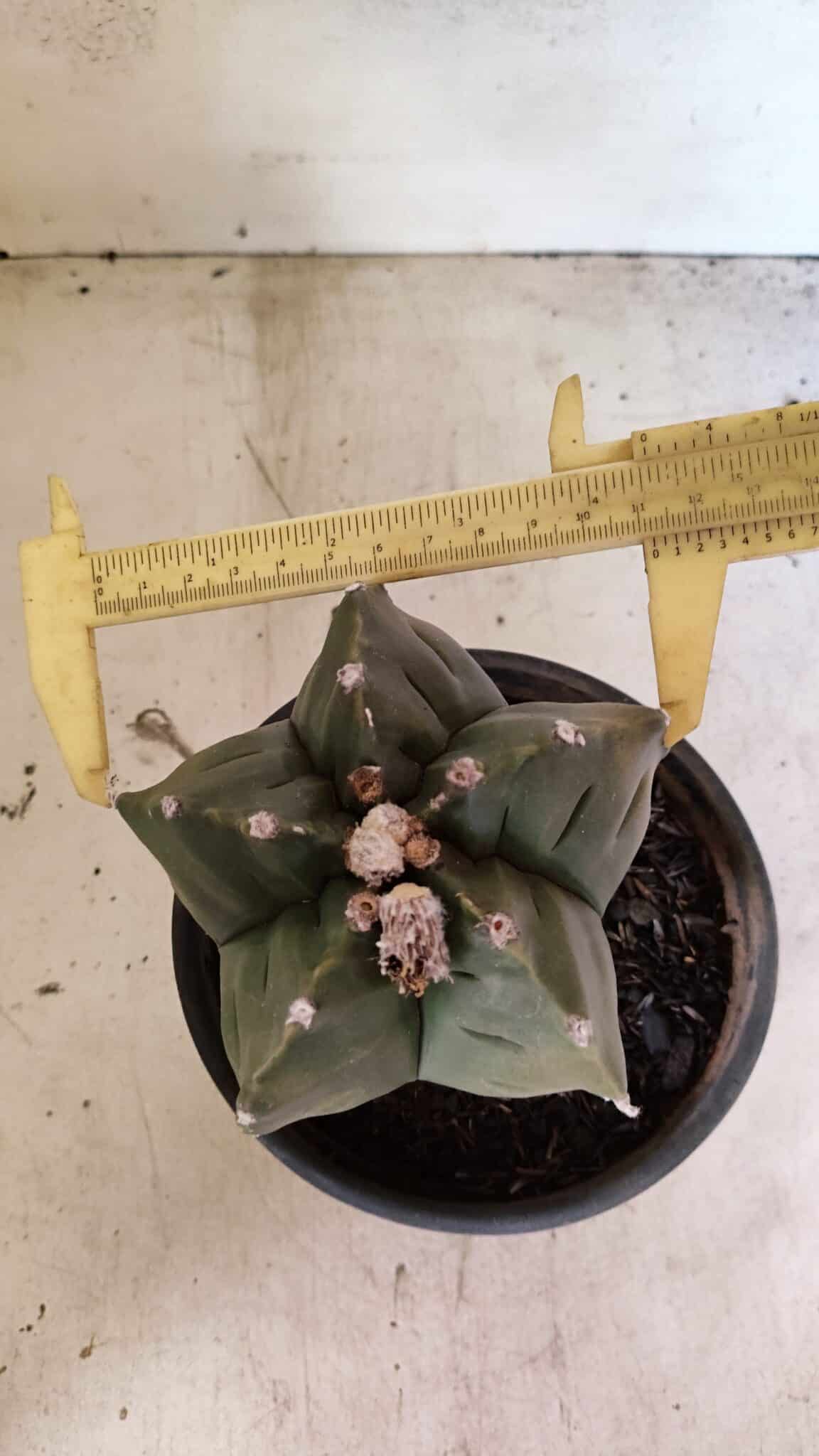 MATRIZ ASTROPHYTUM cv KIKKO Nº 1125 – vaso 15 - foto 5