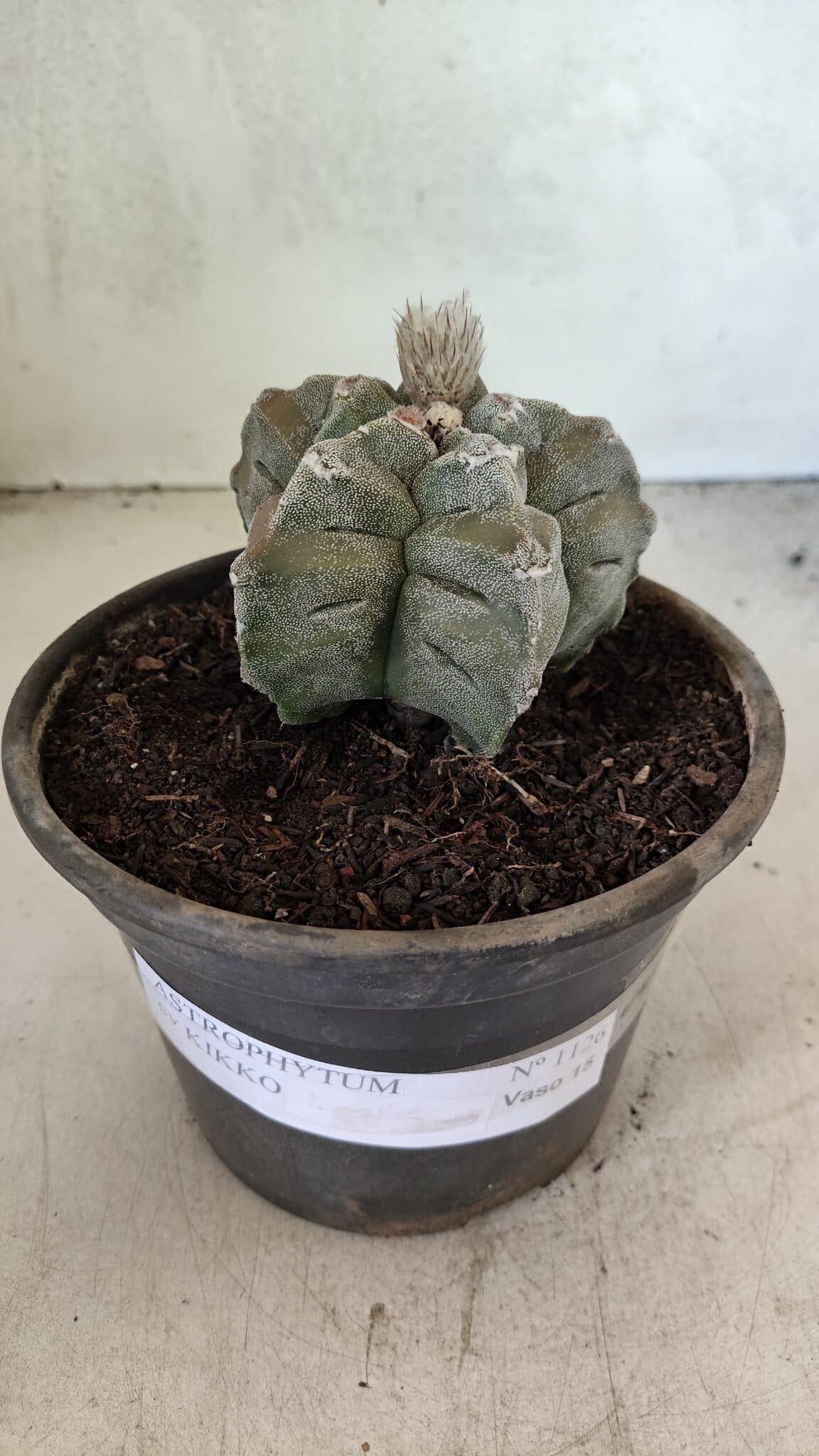 MATRIZ ASTROPHYTUM cv KIKKO Nº 1126 – vaso 15 - foto 2
