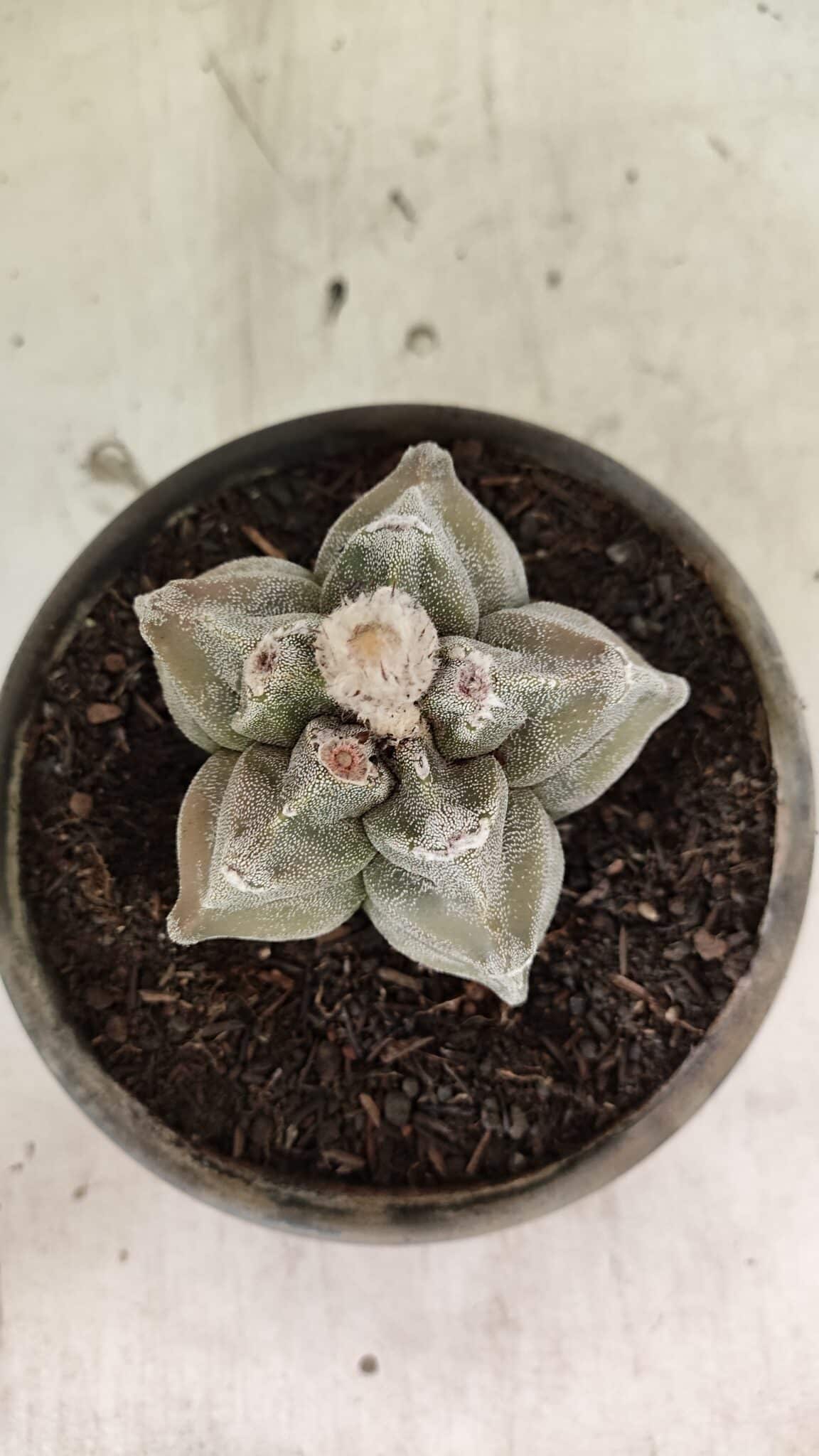 MATRIZ ASTROPHYTUM cv KIKKO Nº 1126 – vaso 15 - foto 3